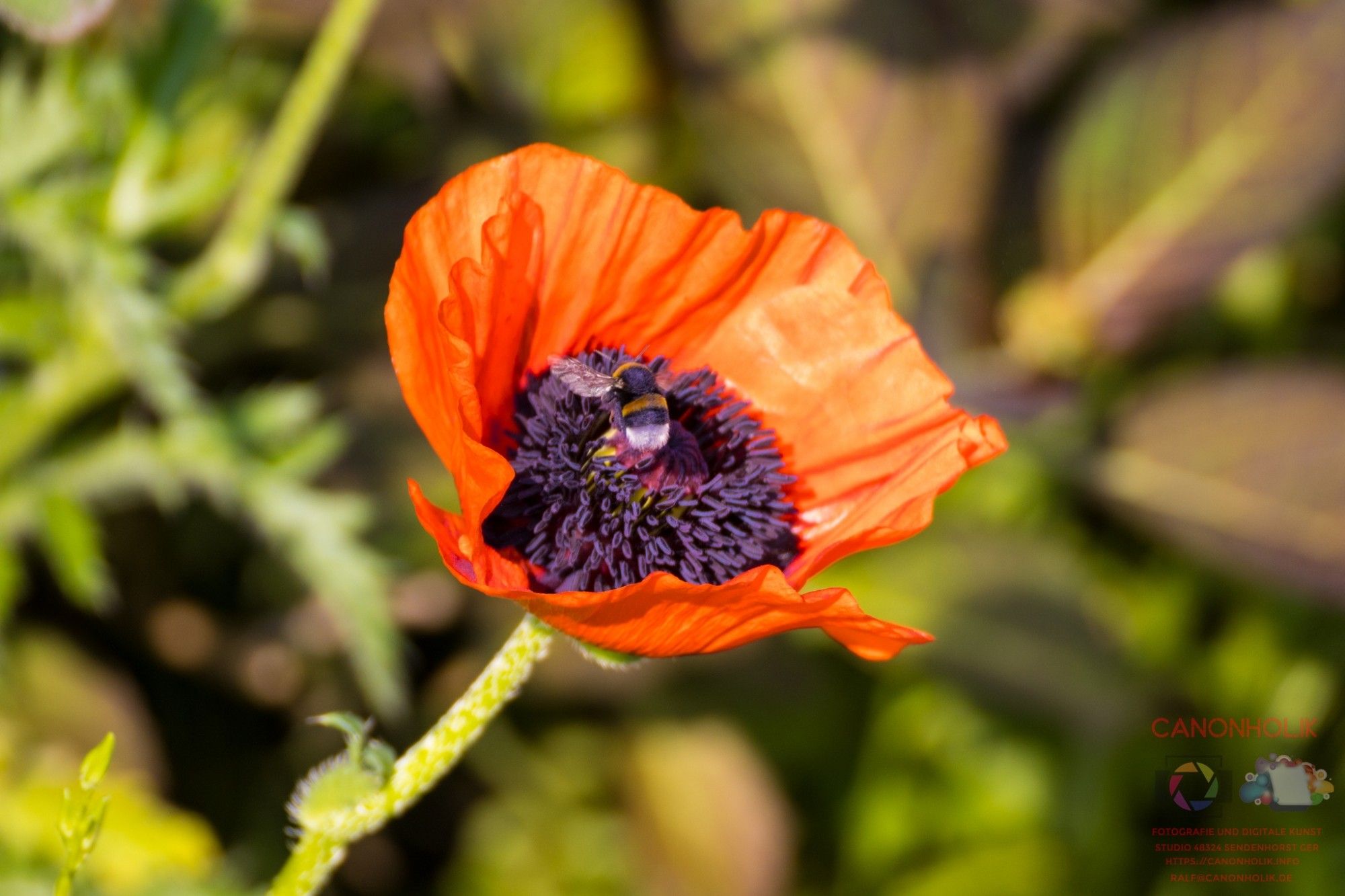 Eine Mohnblume mit einer Biene