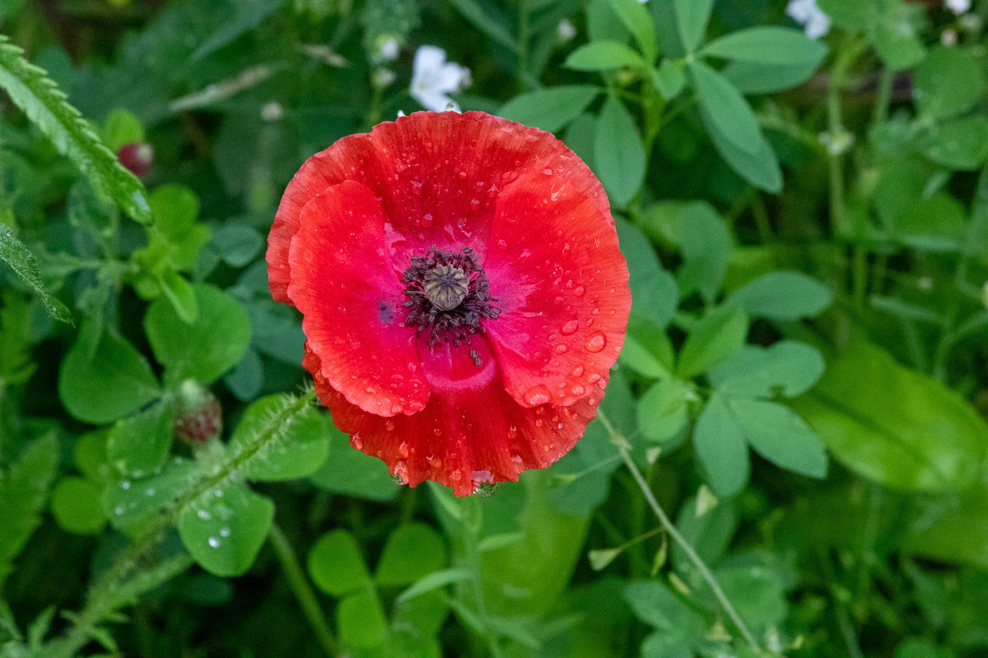 Mohnblume mit Regentropfen