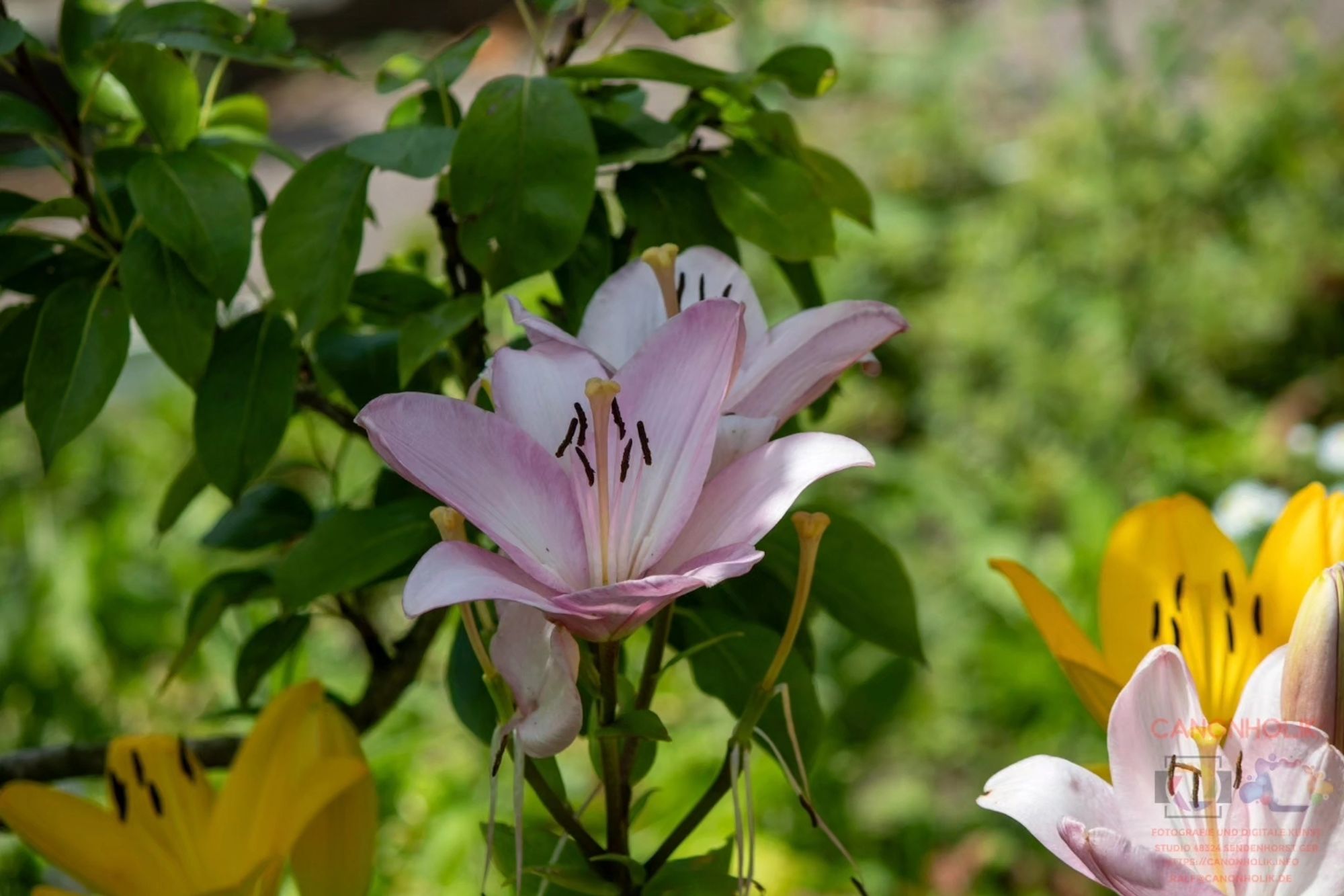 Pinke Lilien