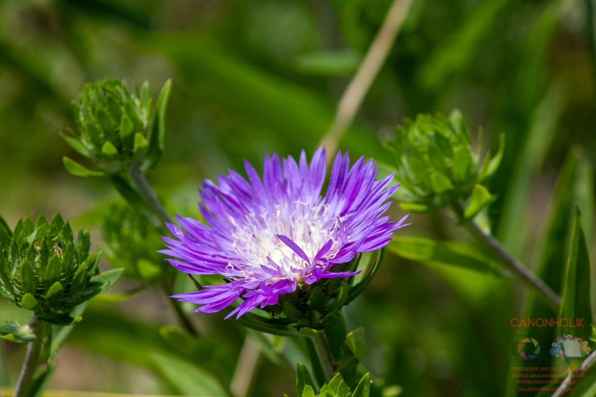 Eine Kornblumenaster