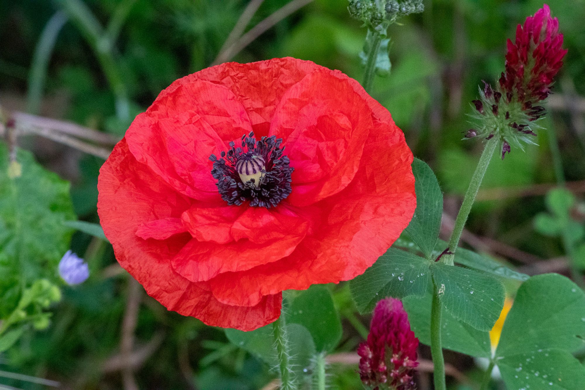 Mohnblume mit Regentropfen