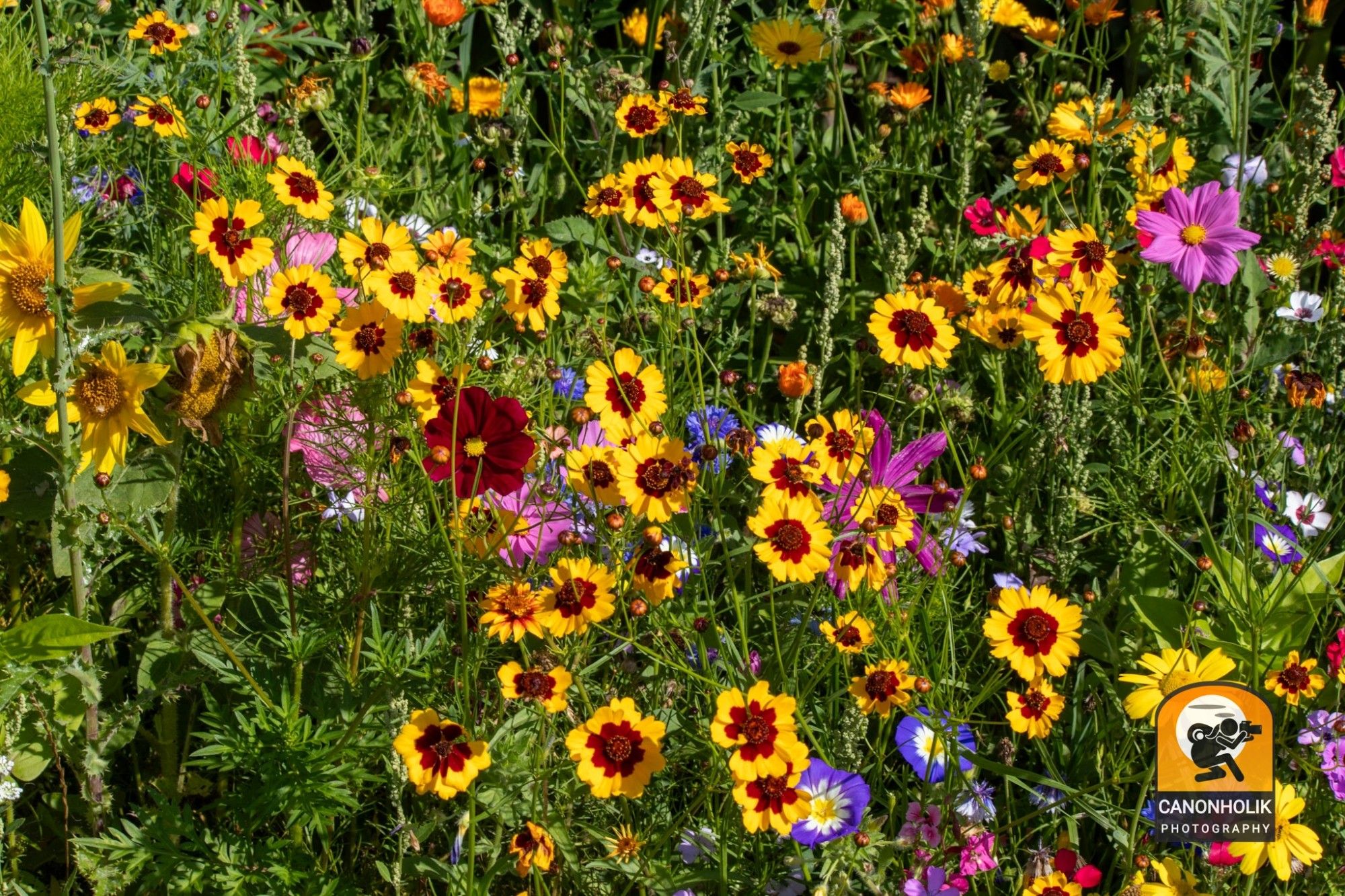 Eine Wildblumenwiese mit vielen unterschiedlichen bunten Blumen.