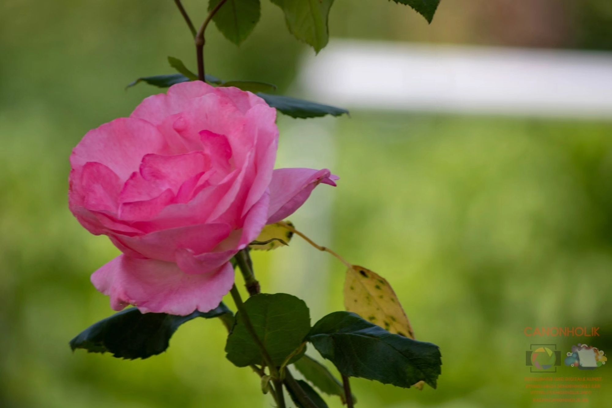 Eine pinkfarbene Rose