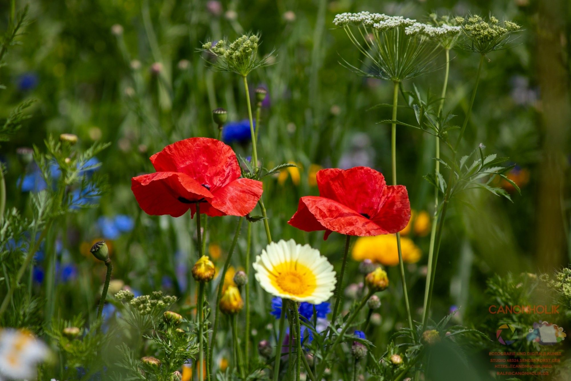 Mohnblumen in einem Wildblumenfeld