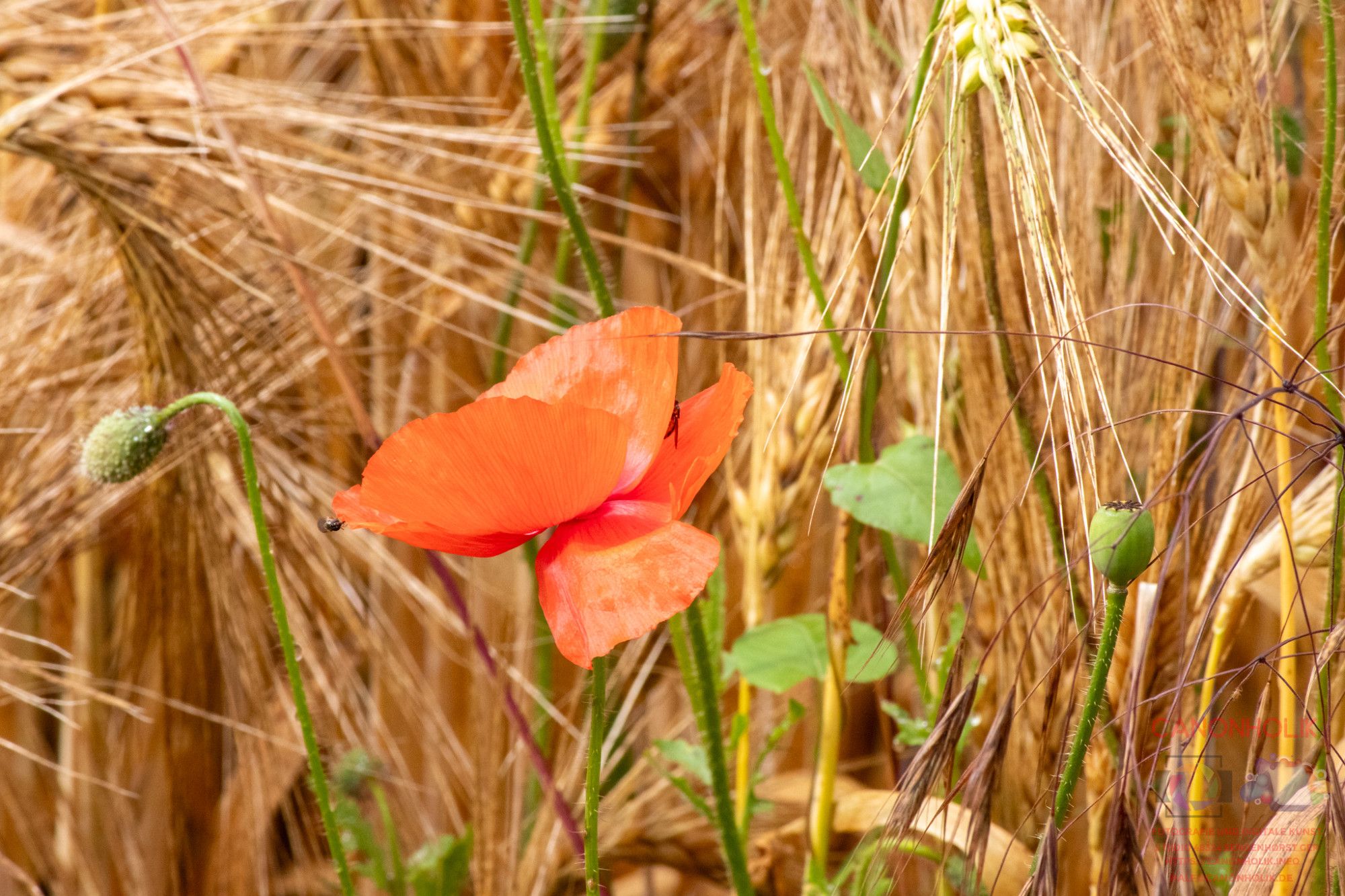 Mohnblume im Getreidefeld