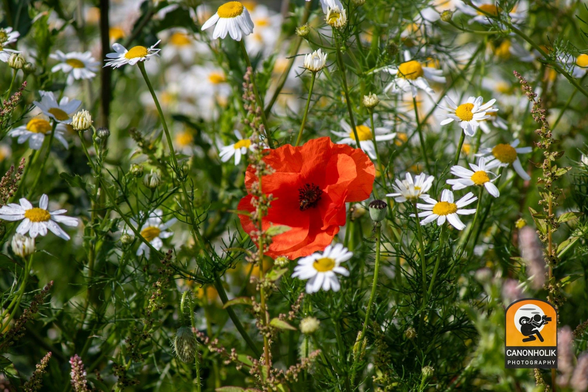 Eine Mohnblume inmitten von Kamilleblüten.