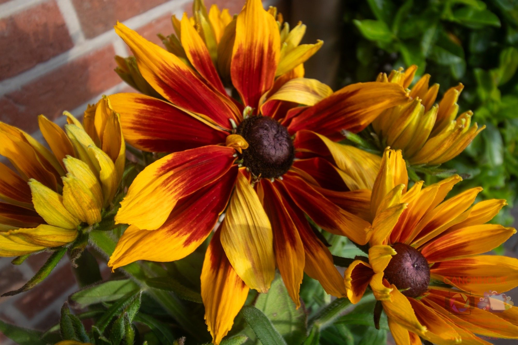 Eine Rudebeckia HerbstwaldxBlume in gelb, rot orange.