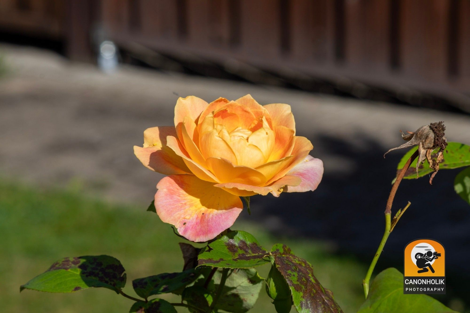 Eine gelb-pinkfarbige Rosenblüte in meinem Garten.