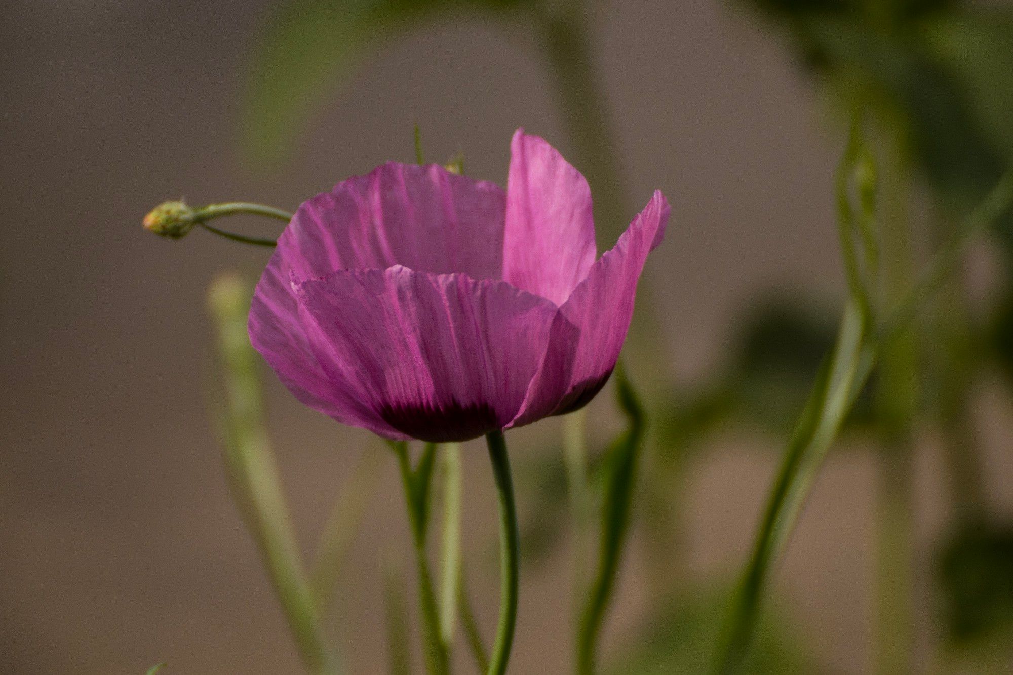 Noch eine pinke Mohnblume