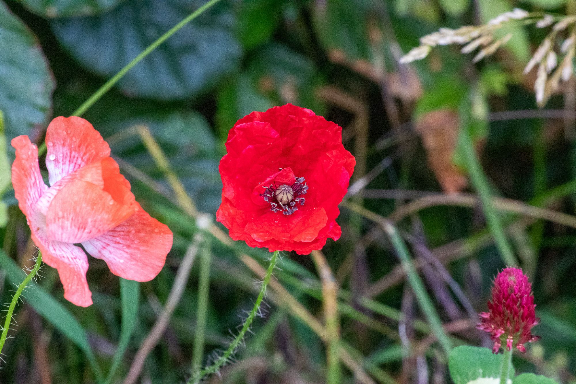 Mohnblume mit Regentropfen