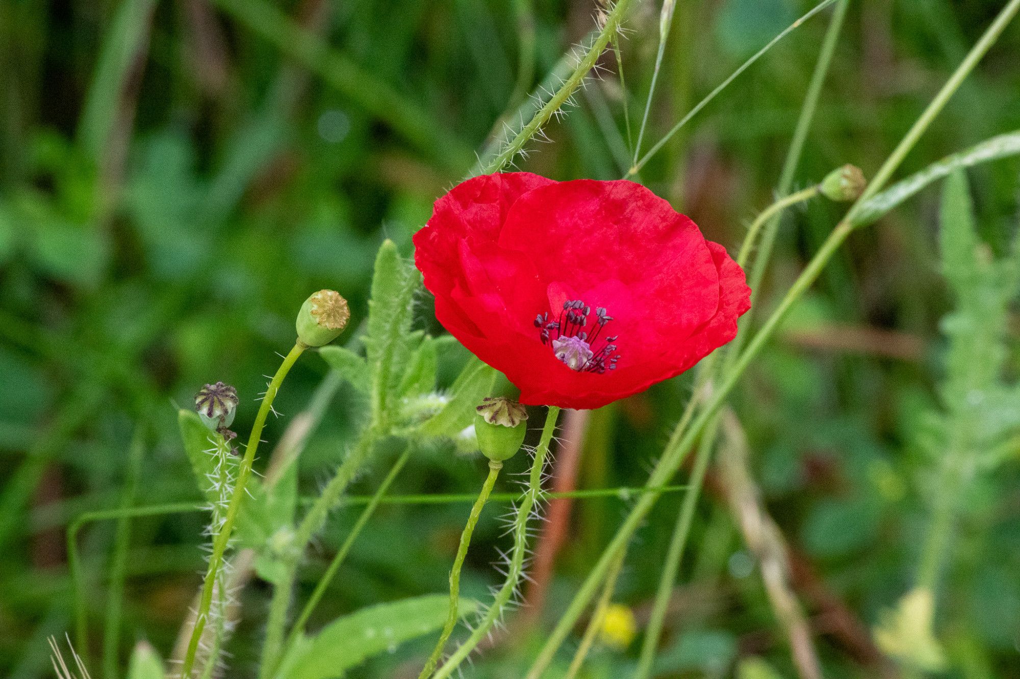 Mohnblume mit Regentropfen