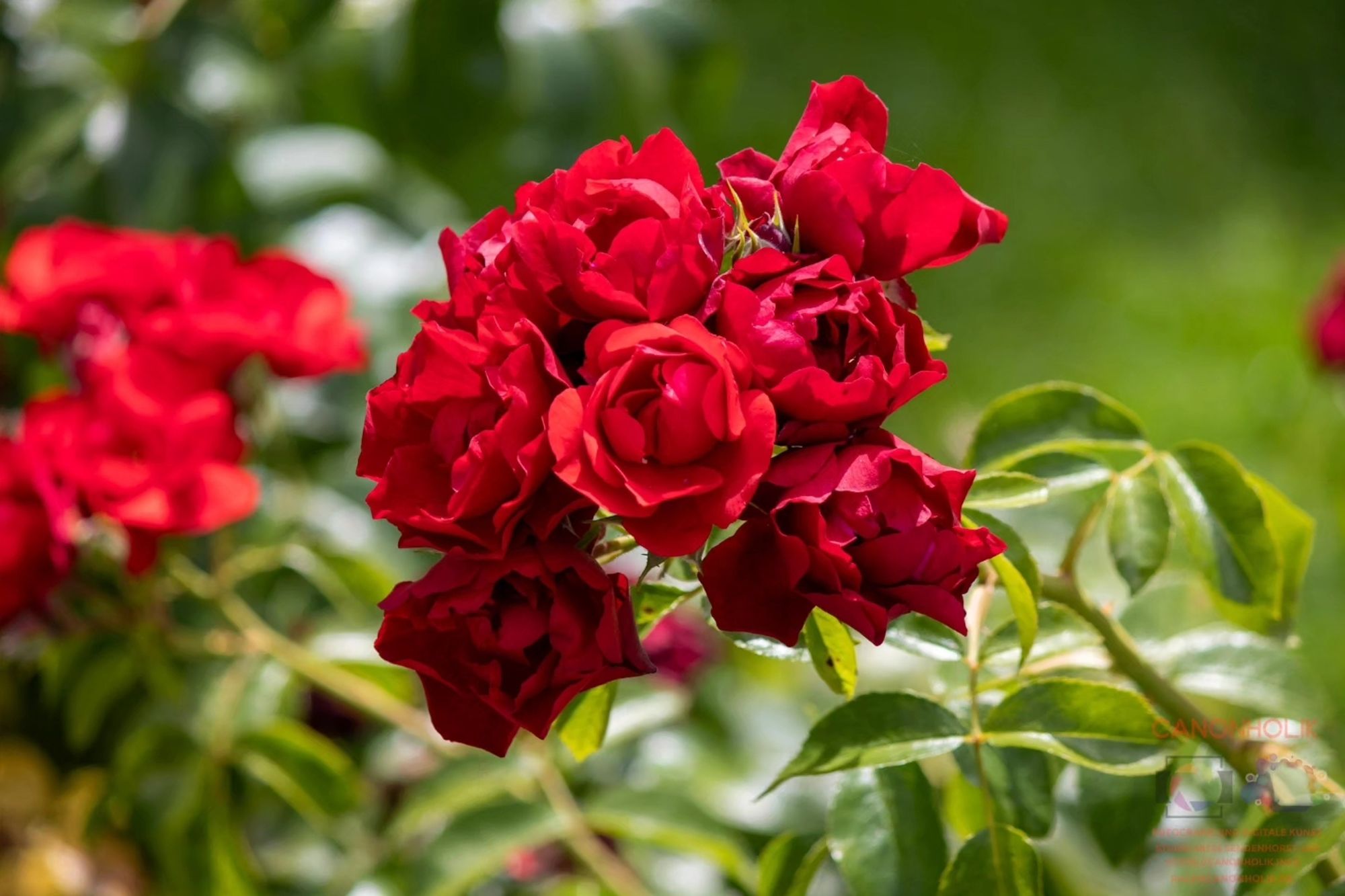 Rote Rosen an einem Rosenstrauch