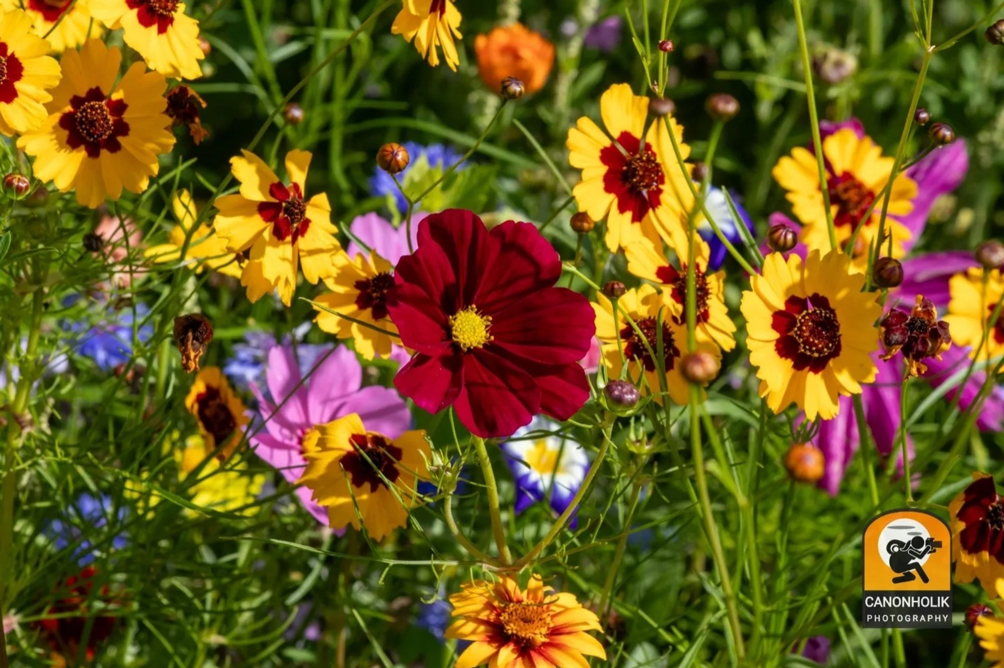 Nahaufnahme in einer Wildblumenwiese mit unterschiedlichen Blumen in den Darben lila, pink,gelb,rot