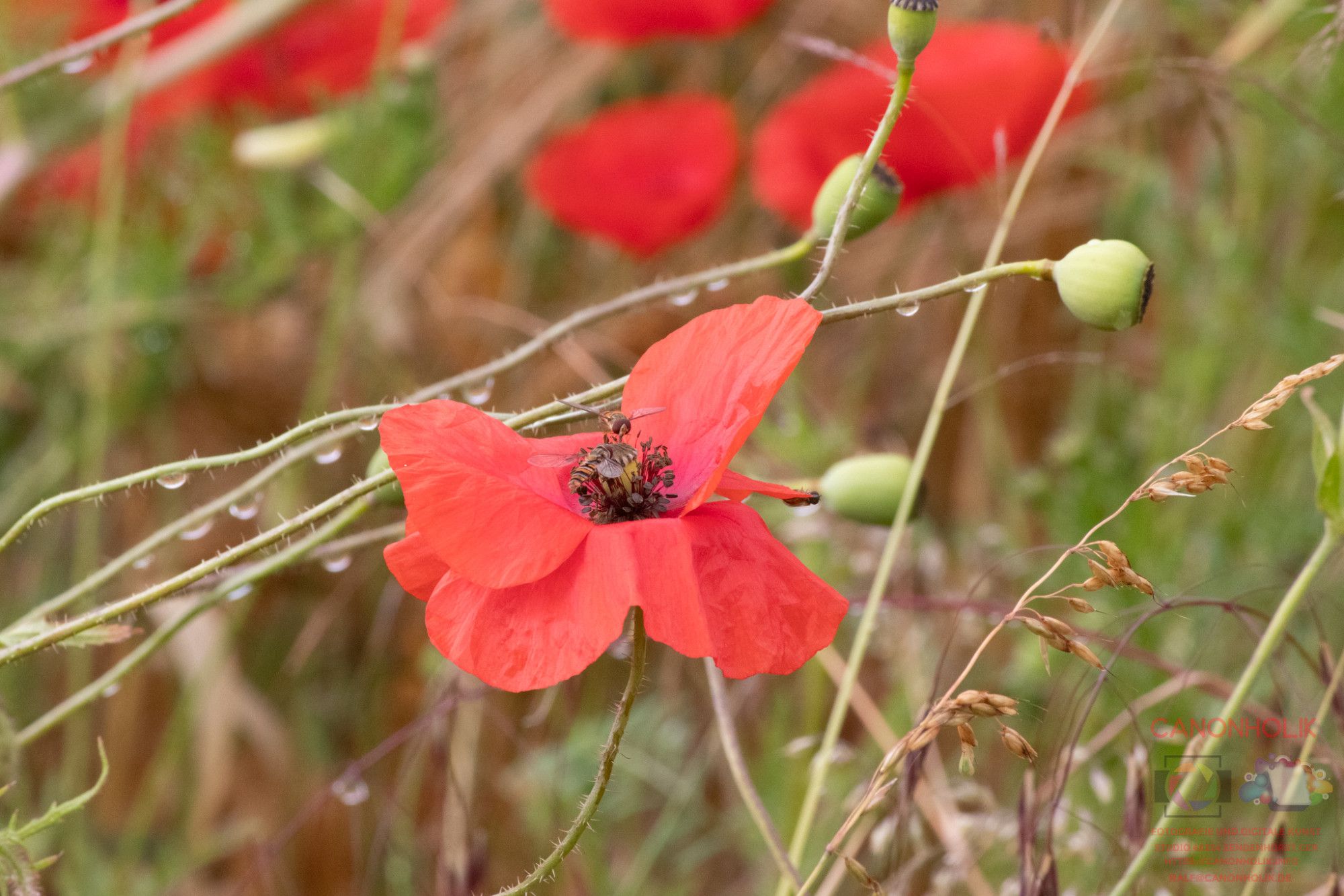 Mohnblume im Getreidefeld