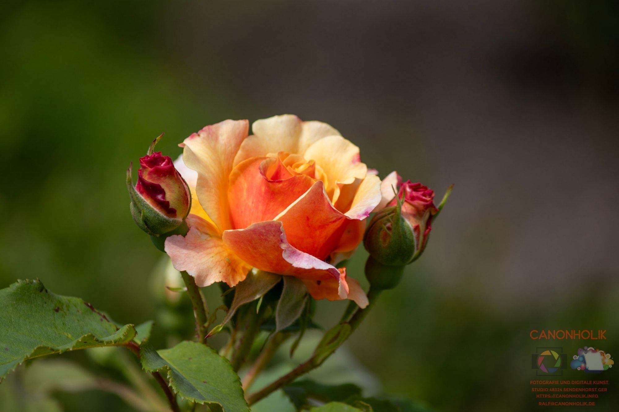 Eine gelb-rote Rose