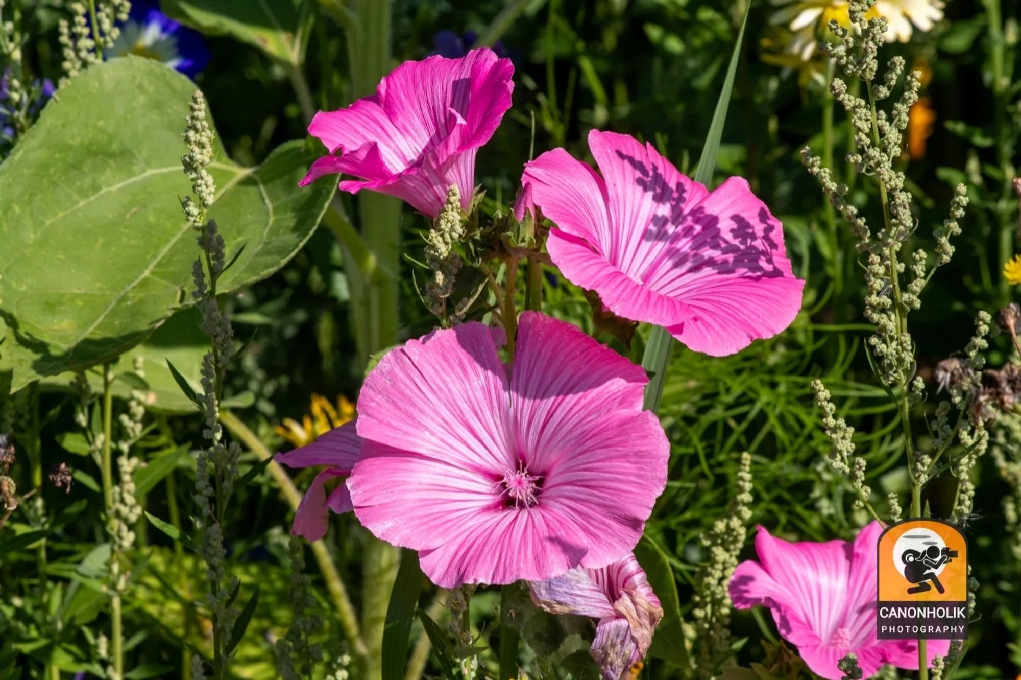 Pinkfarbene Blumen in einer Wildblumenwiese