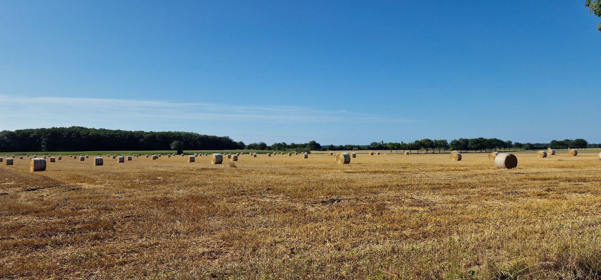 Ein Blick über ein weites, abgeerntetes mit vielen Rundballen aus Stroh. Der Himmel ist blau an diesem schönen Sommertag