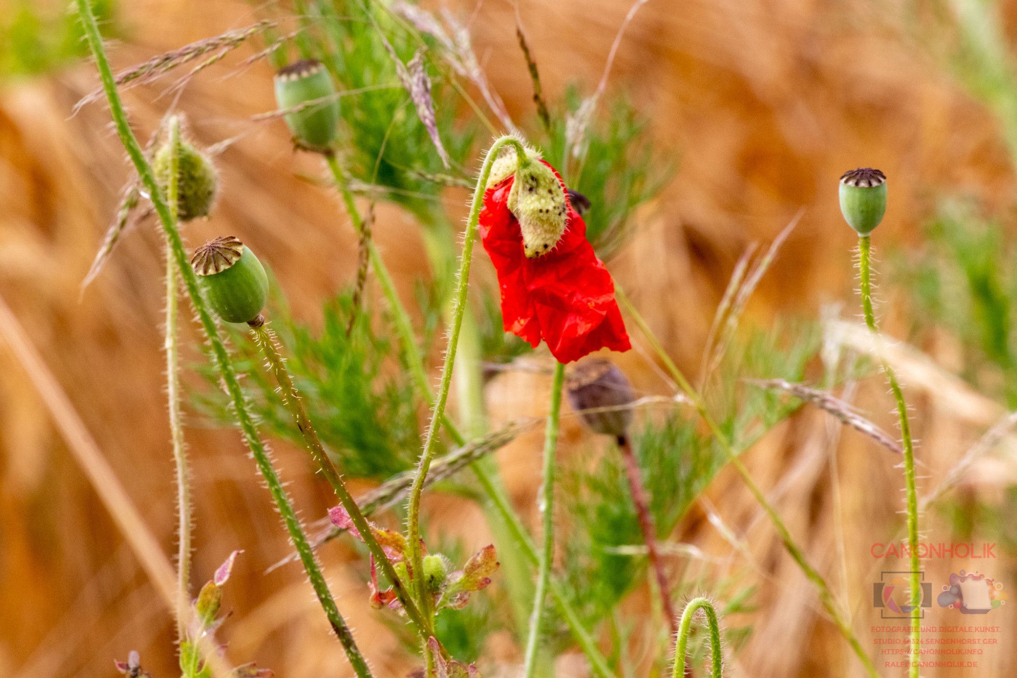 Mohnblume im Getreidefeld, noch nicht ganz entfaltet.