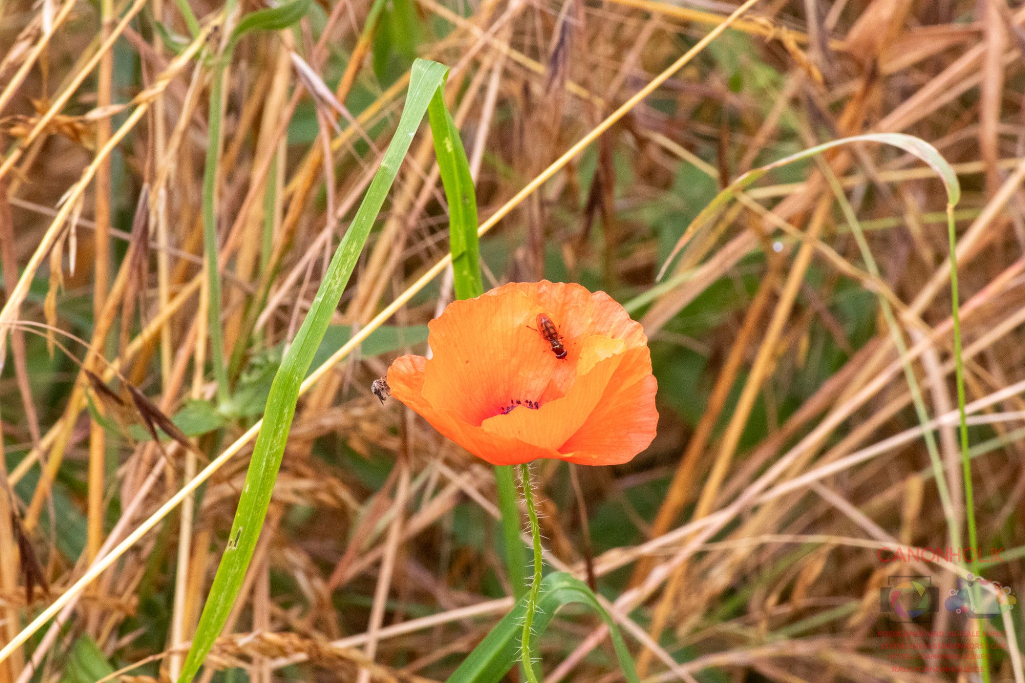 Mohnblume im Getreidefeld