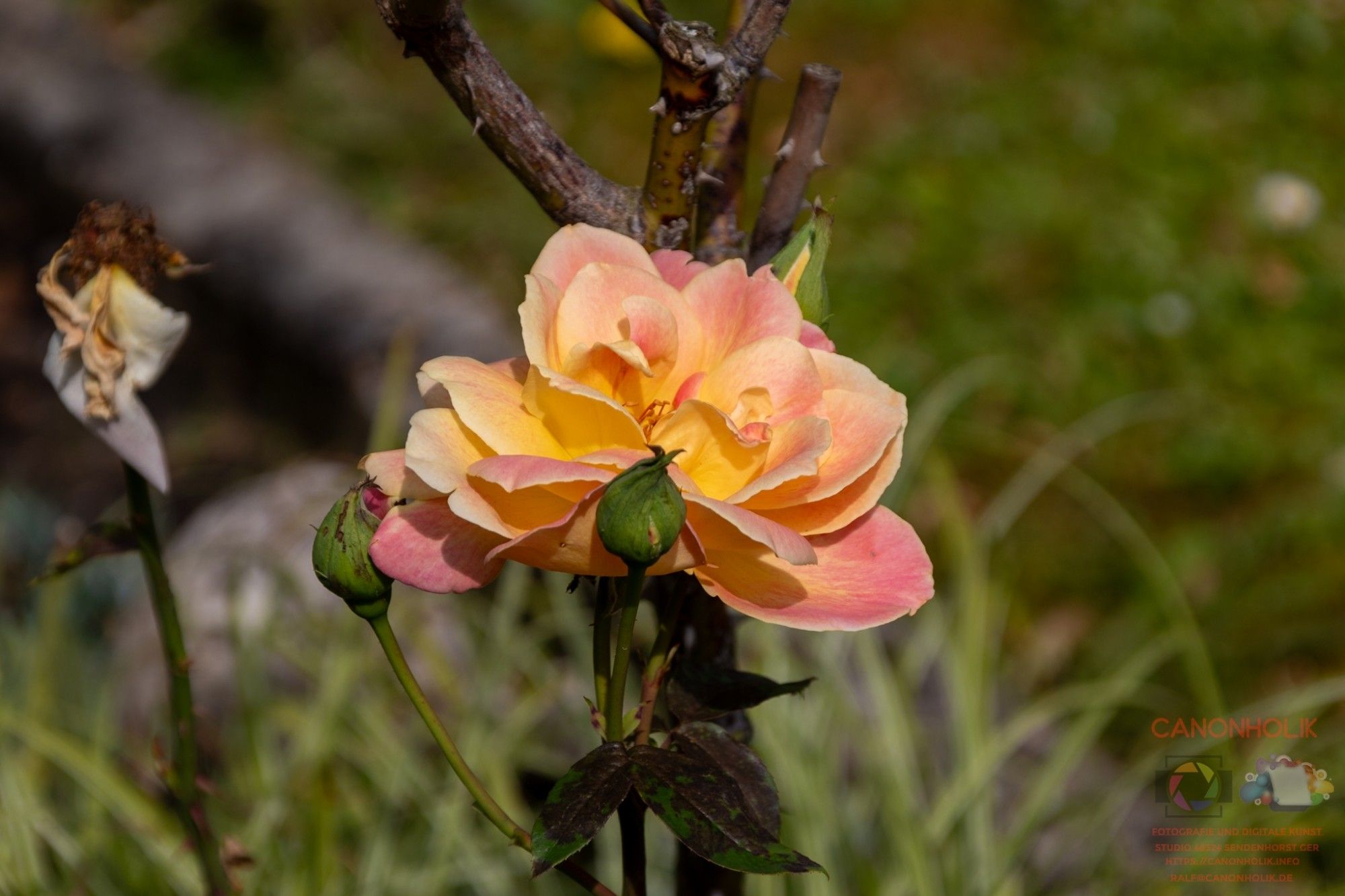 Eine gelb-rote Rosenblüte,  die weit aufgeblüt ist. 2 Knospen befinden sich neben der Blüte.