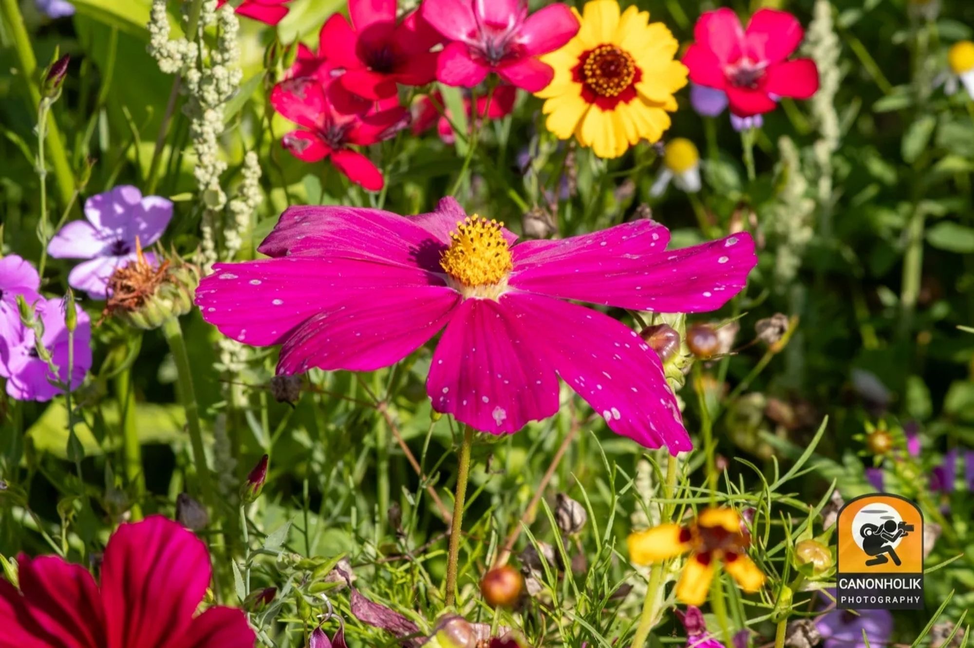 Auf der Wildblumenwiese mit einer großen violetten Wildblume