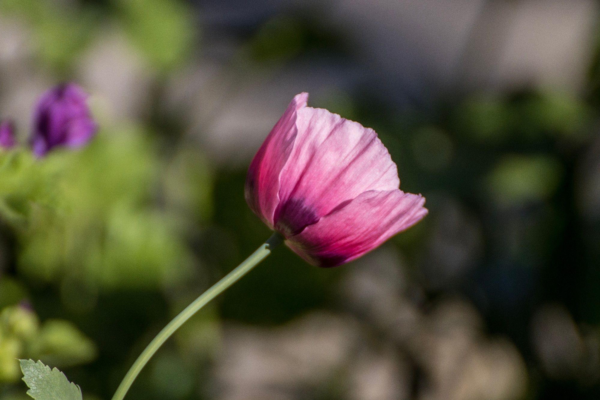 Pink Poppyflower