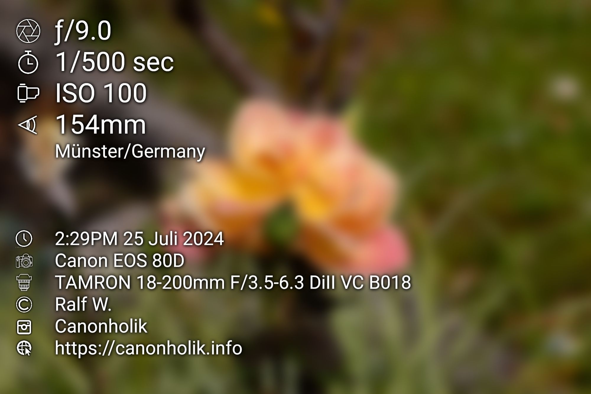 Das Bild der Rose mit den Exif-Daten der Aufnahme