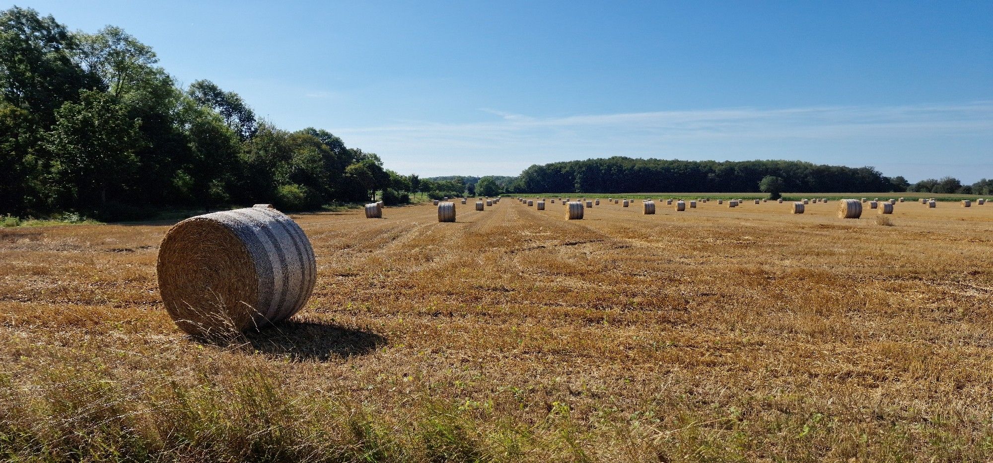 Ein abgeerntetes mit vielen Rundballen aus Stroh. Der Himmel ist blau an diesem schönen Sommertag