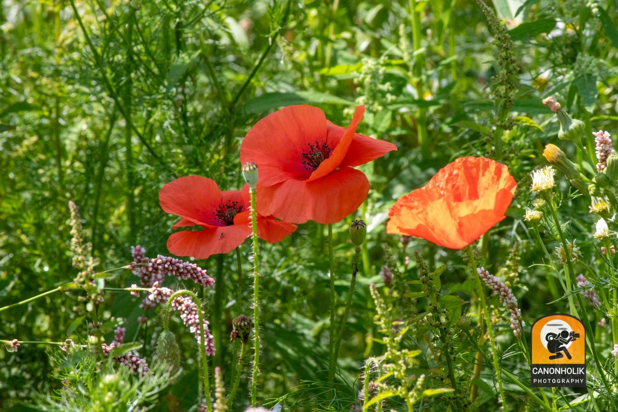 3 Mohnblumen in einem Feld.