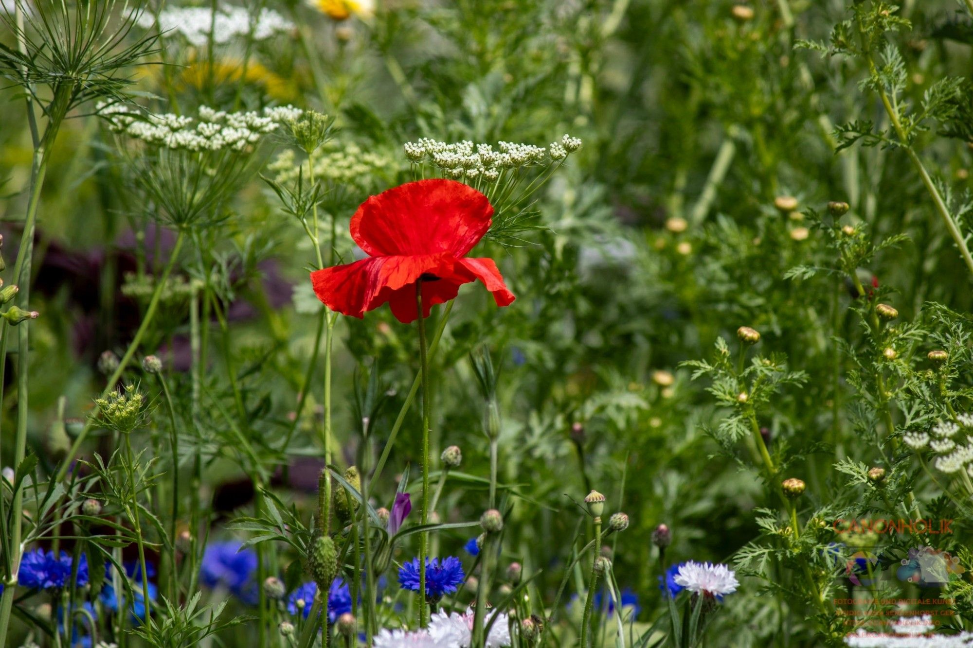 Eine Mohnblume in einem Wildblumenfeld