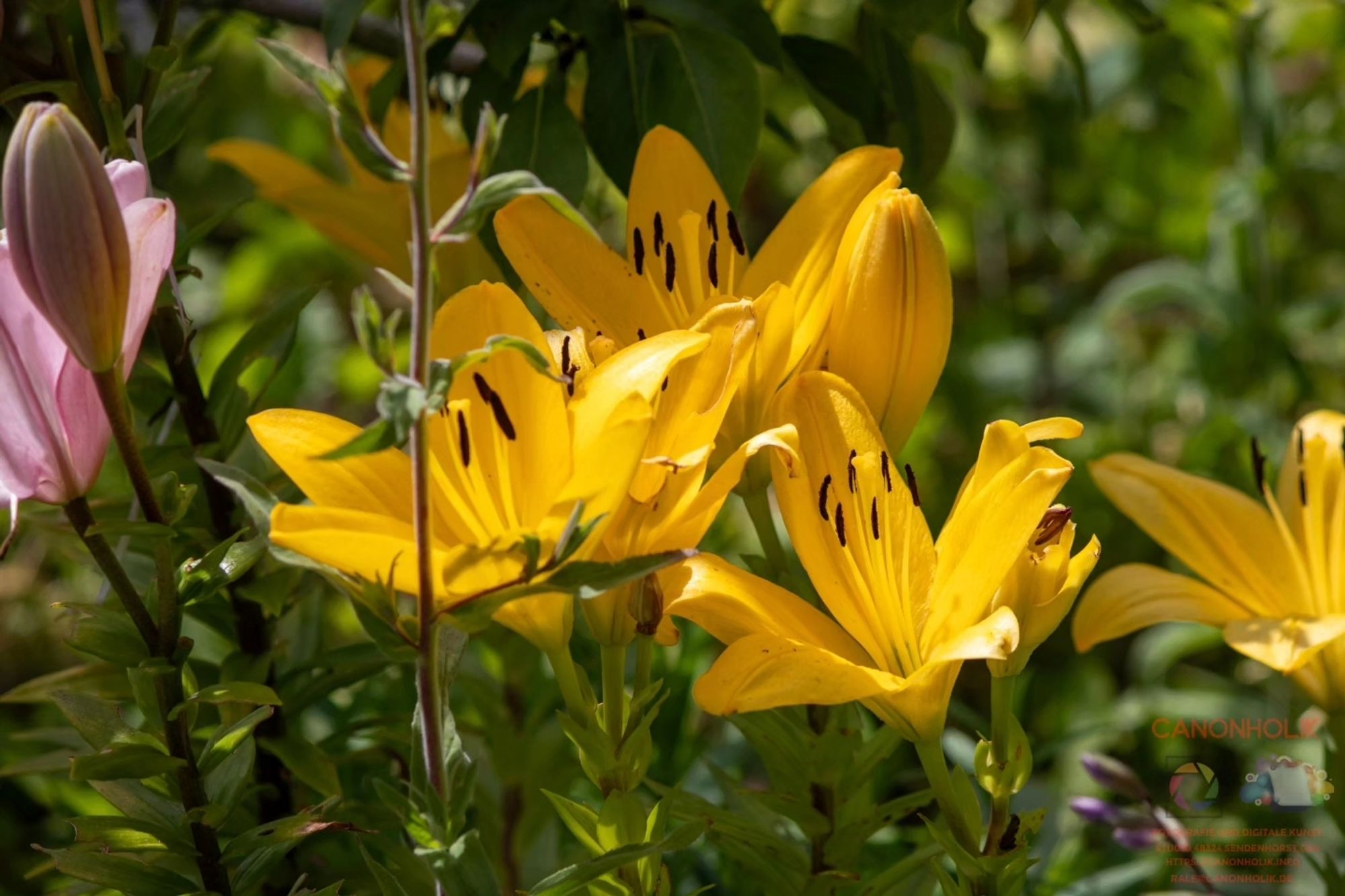 Gelbe Lilien in einem Blumenbeet im Kleingarten