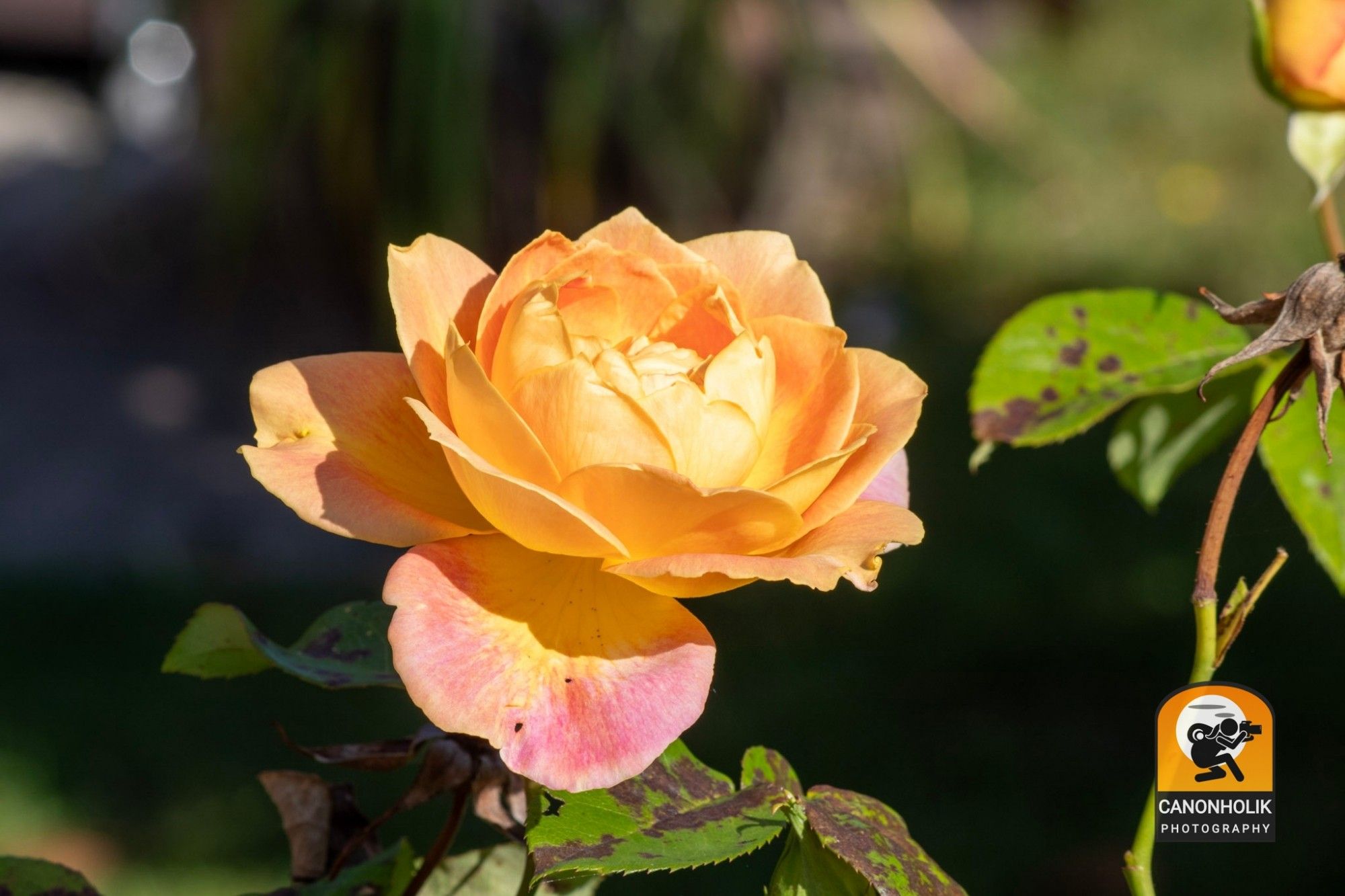 Noch einmal die gelb-pinkfarbige  Rosenblüte in einem anderen Winkel.