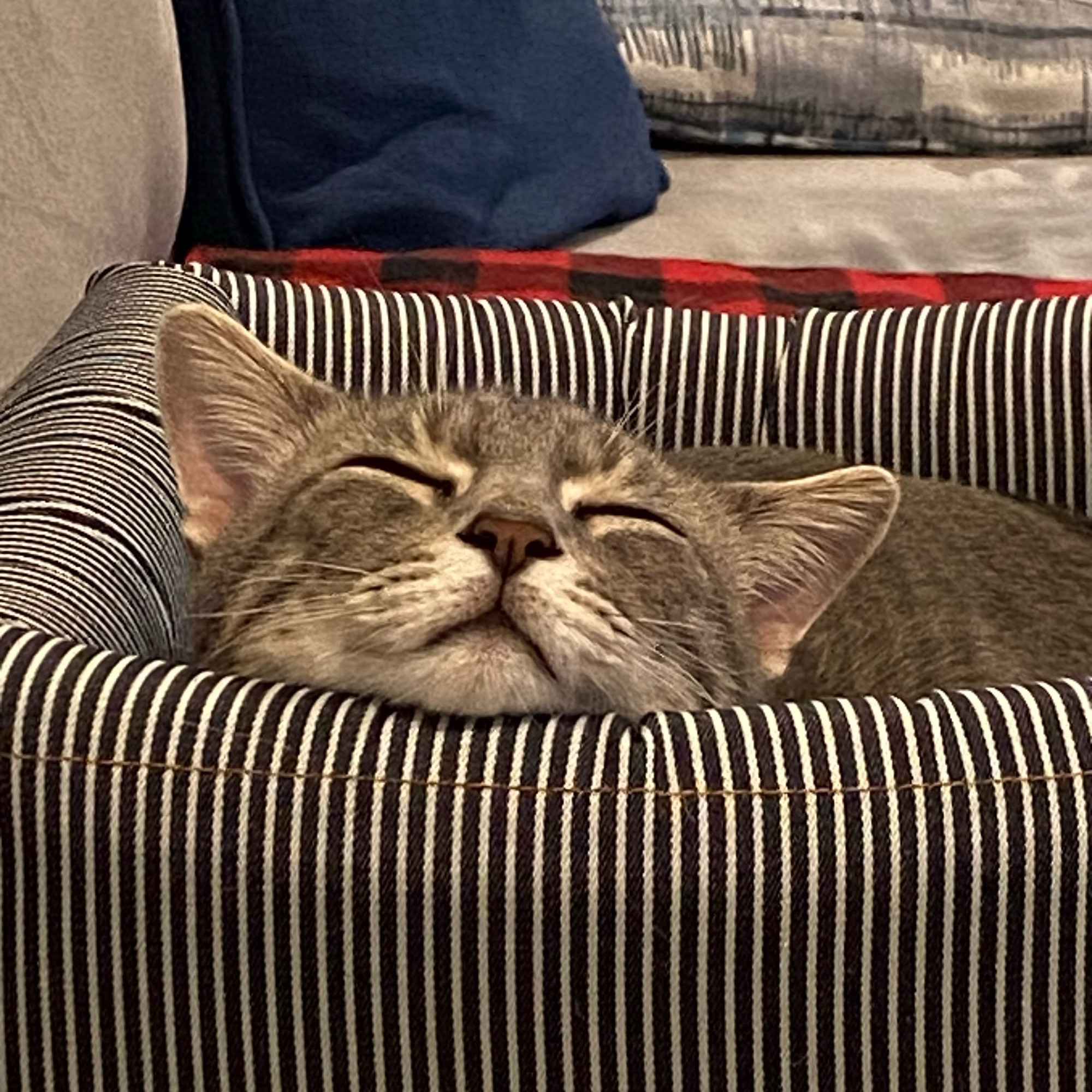 A gray tabby cat partially asleep in a striped box.