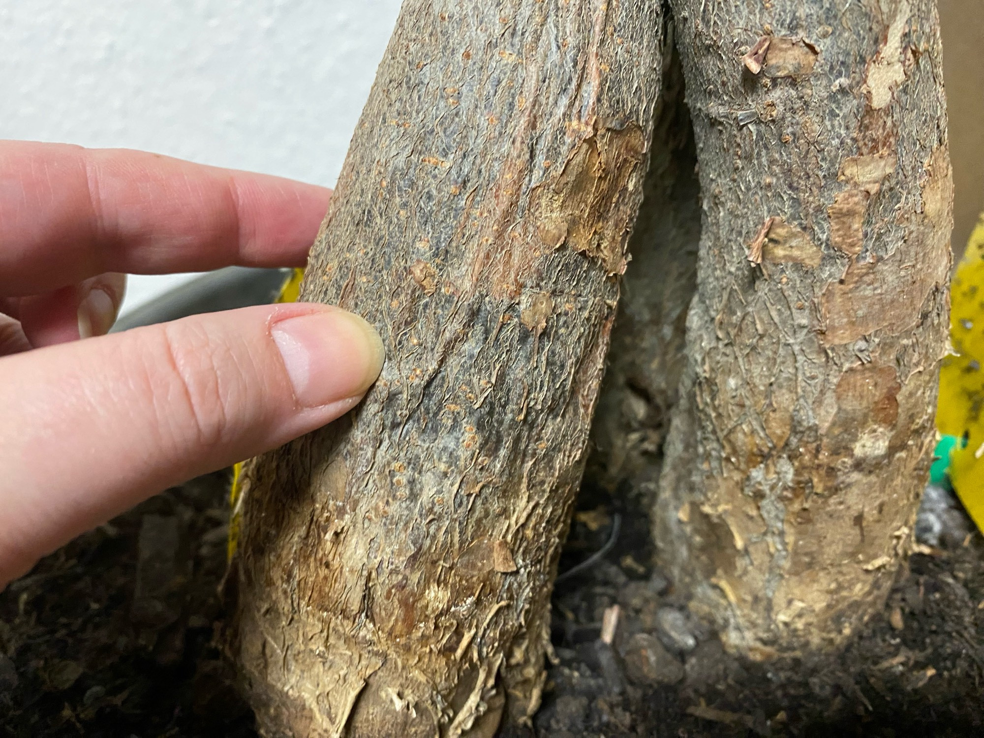 Stem trunk, bark can be pinched a bit, not „wet“ as a feeling, but also not solid anymore. Takes on a black rotting hue as its newest change?