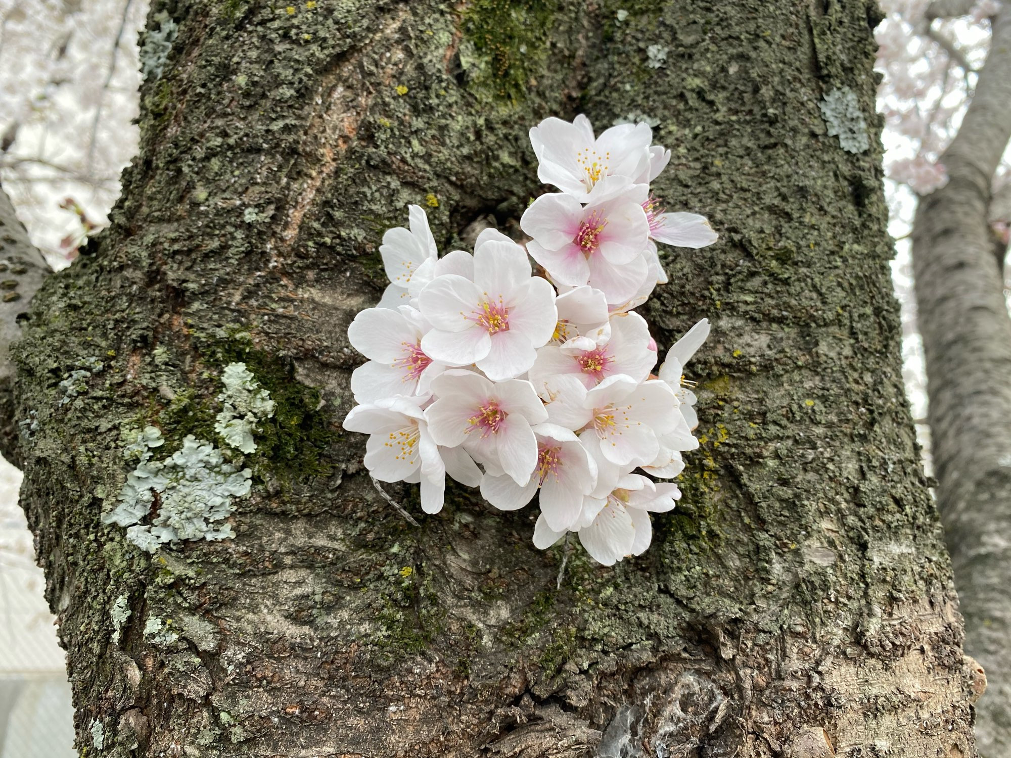 A clutch of cherry blossoms in the center of a sakura tree stump