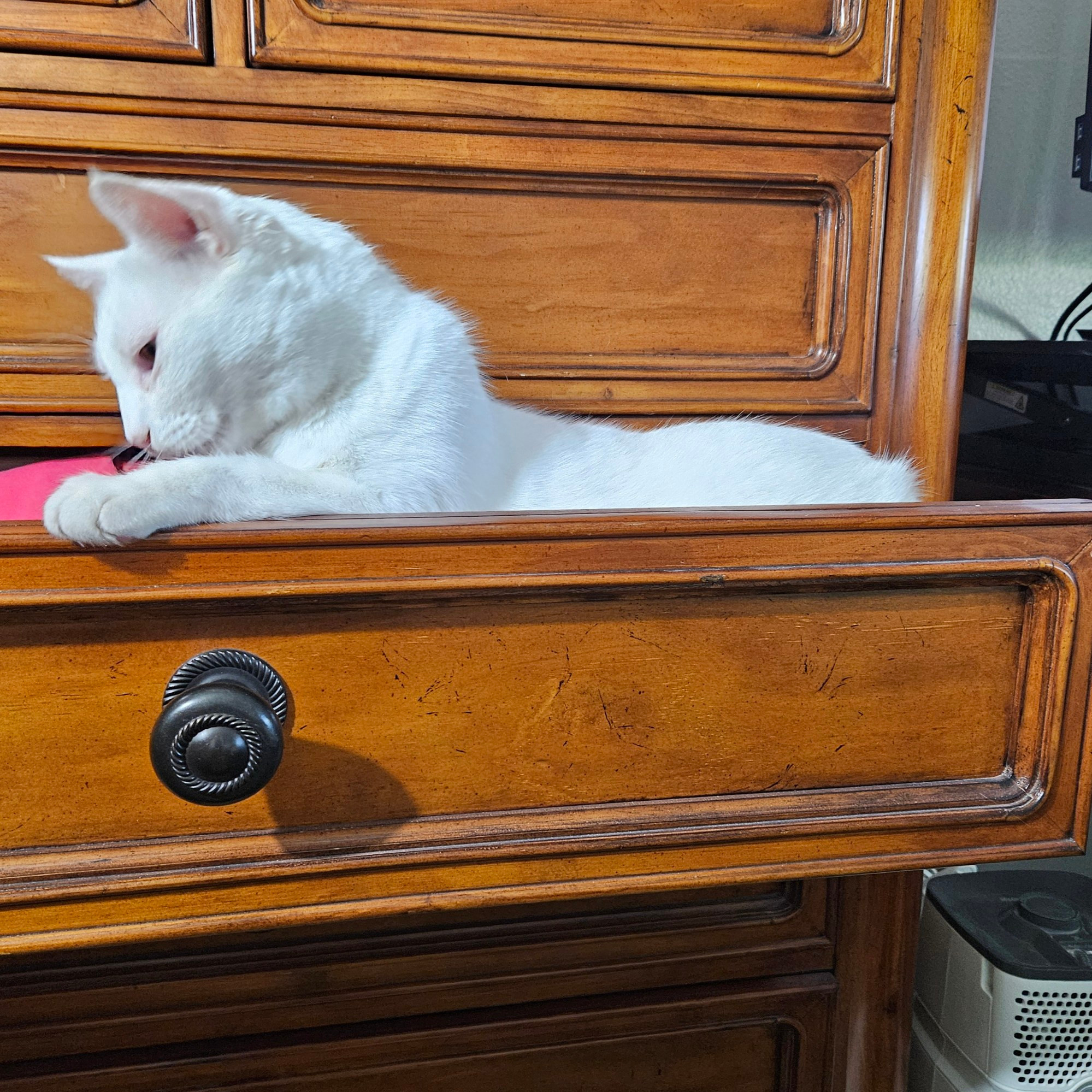 A white cat gets comfortable in a drawer 
