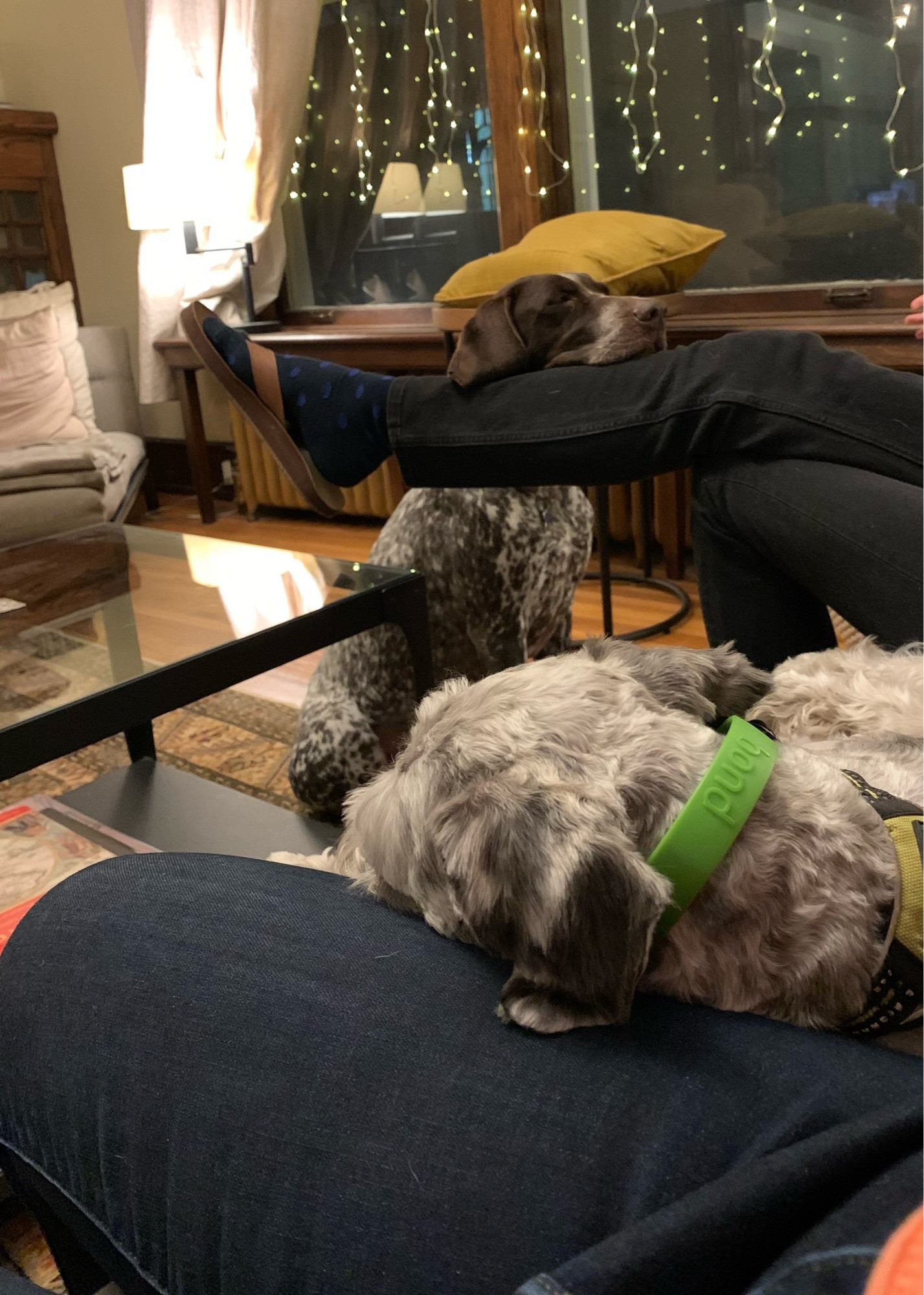 Two dogs sleep on their humans.