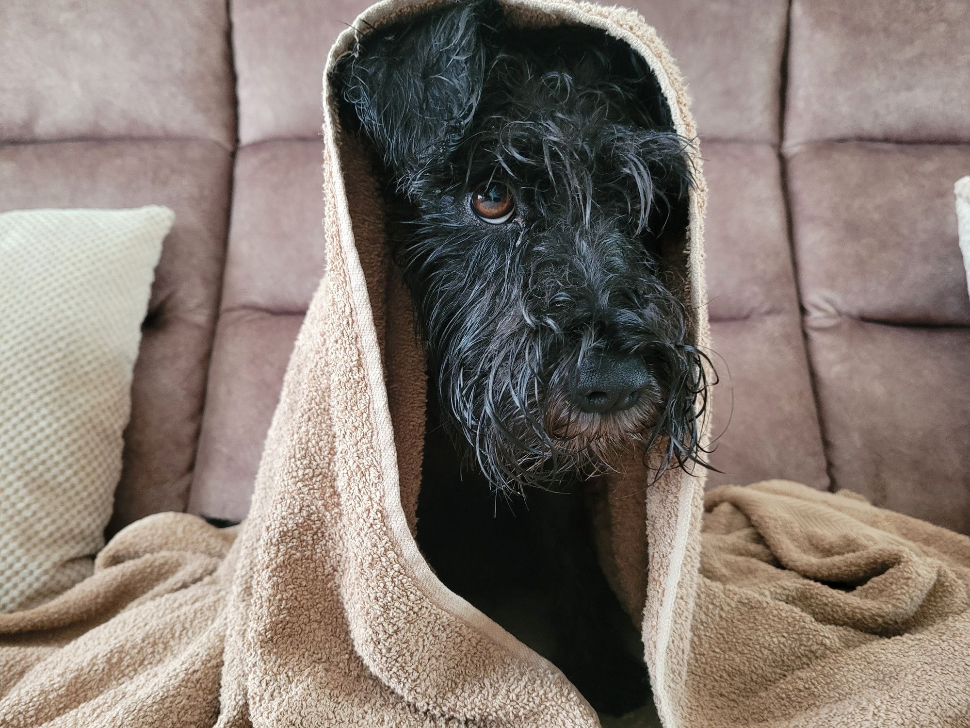 Lyra the black miniature Schnauzer wrapped up in a towel after a very soggy walk looking accusingly at the camera