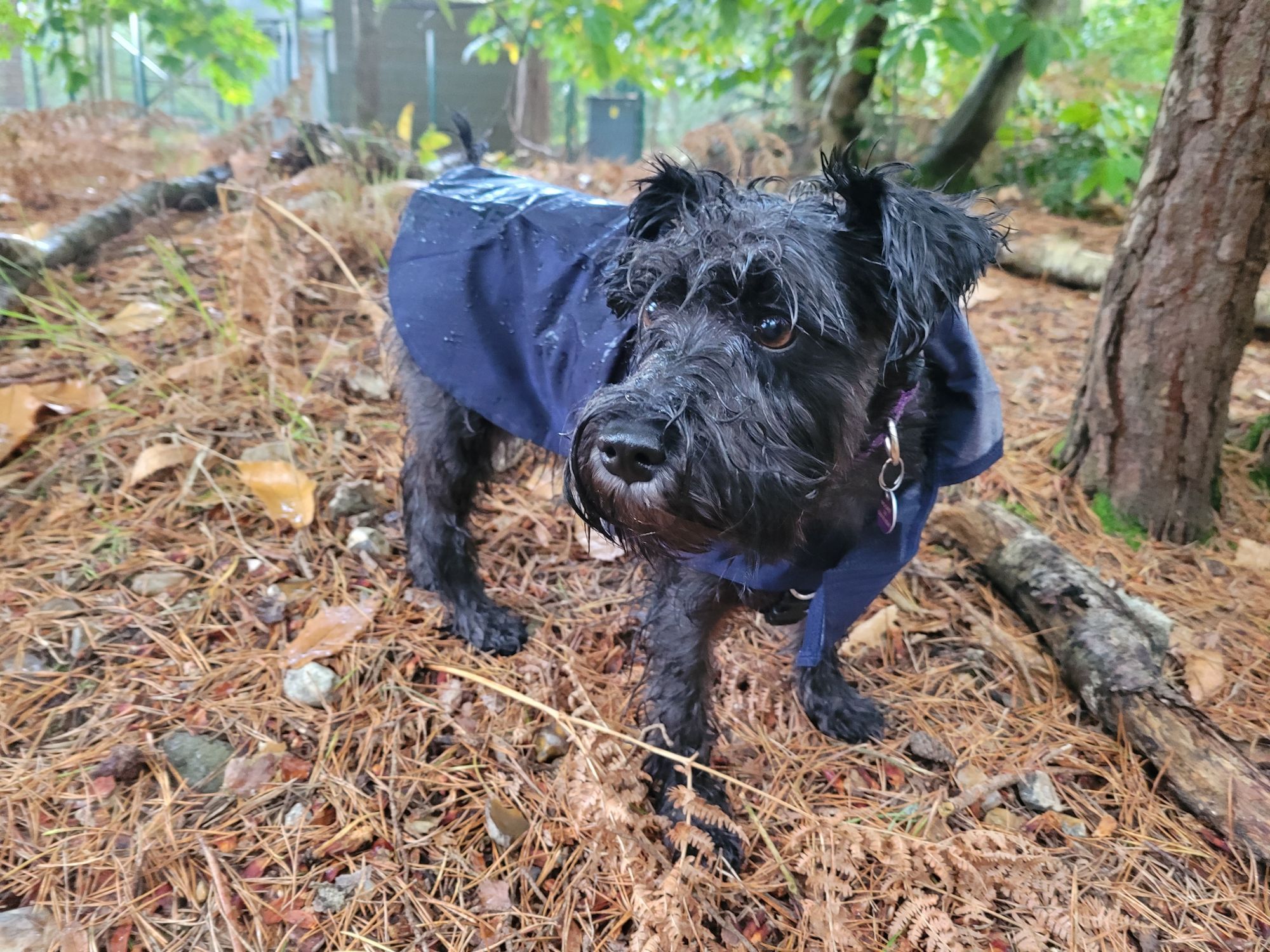 Lyra the black miniature Schnauzer wearing a coat and looking rather bedraggled in the rain