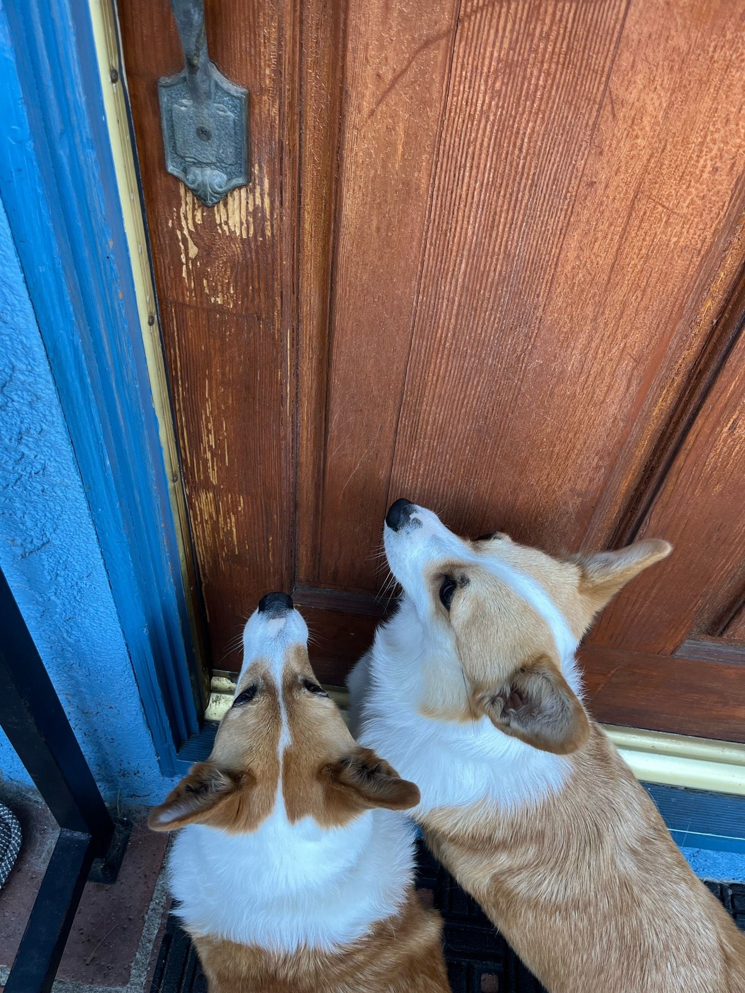 Two corgi dogs clamber outside at the back door of a house, waiting to go in