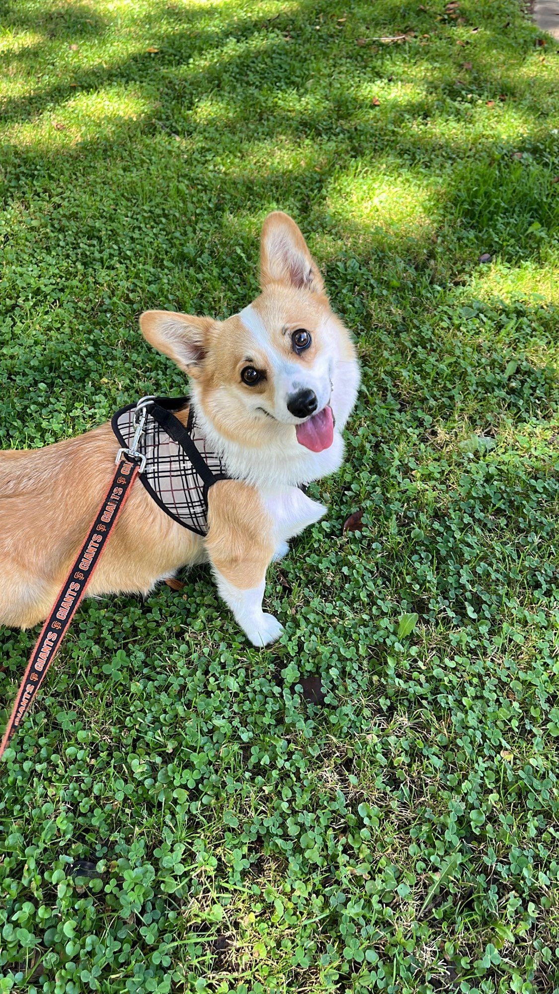 Tan & white corgi dog sitting outside on grass with her head titled to the side