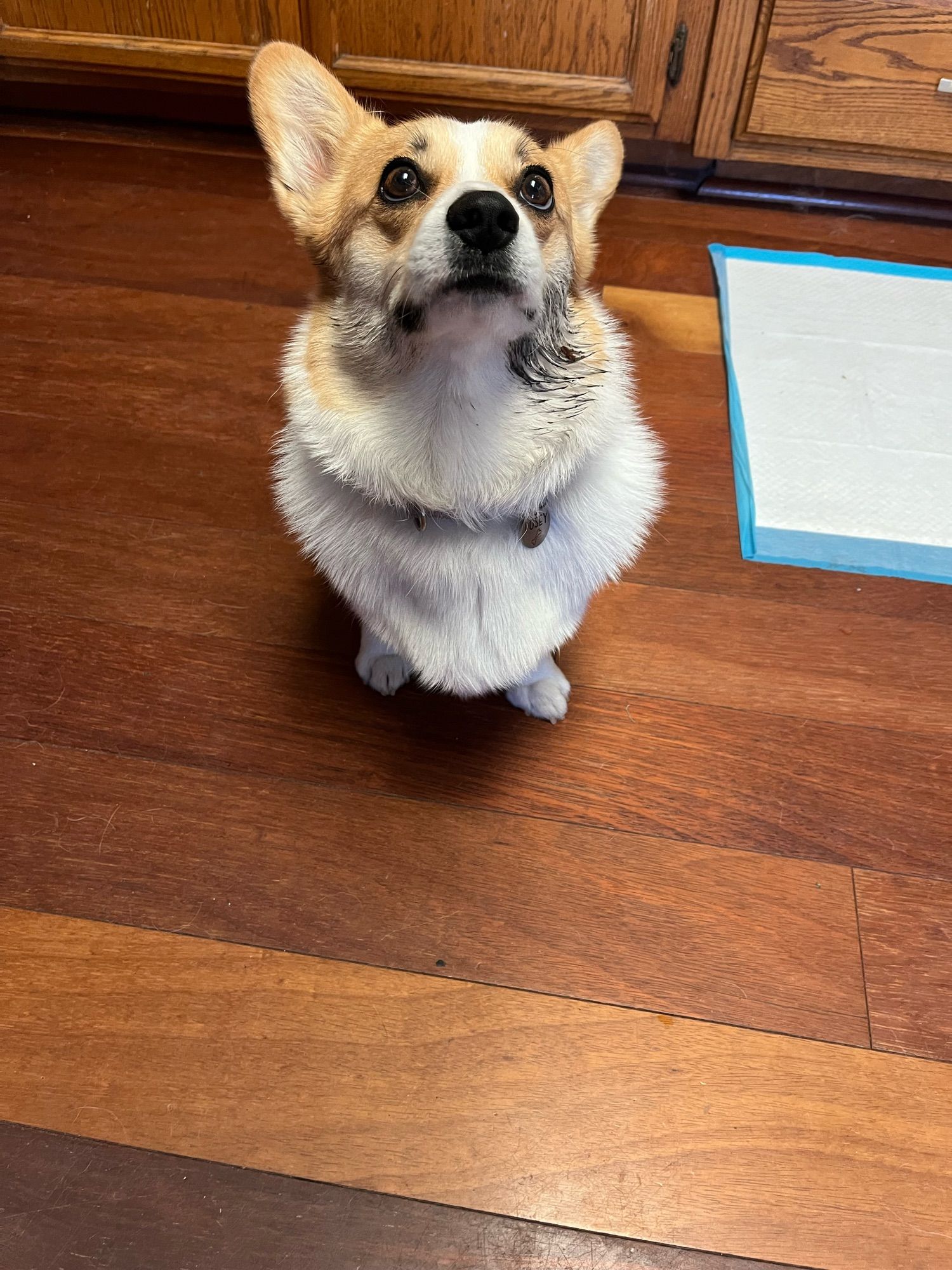 Corgi dog looking innocent with mud all over her cheeks