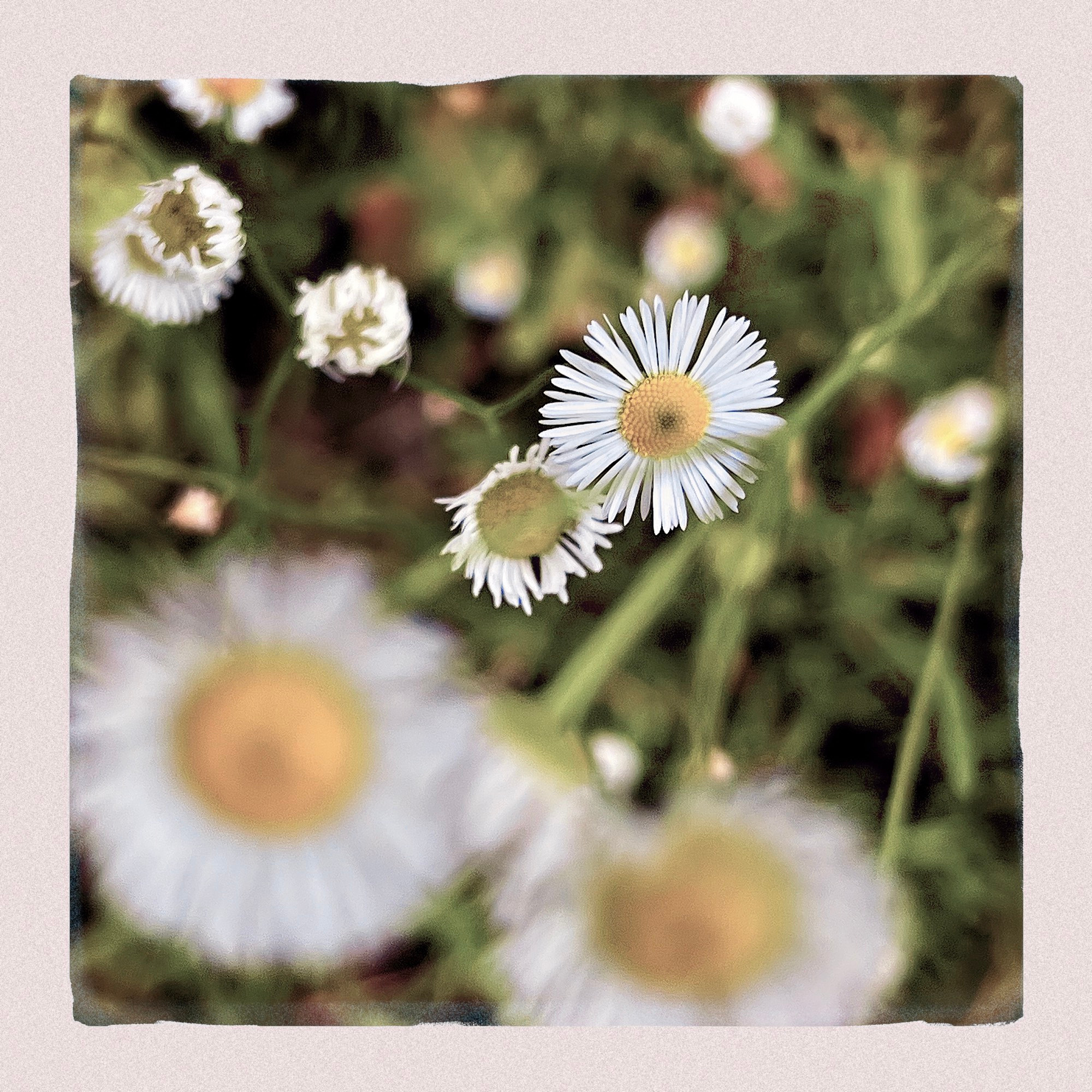Several tiny white daisy like flowers. 