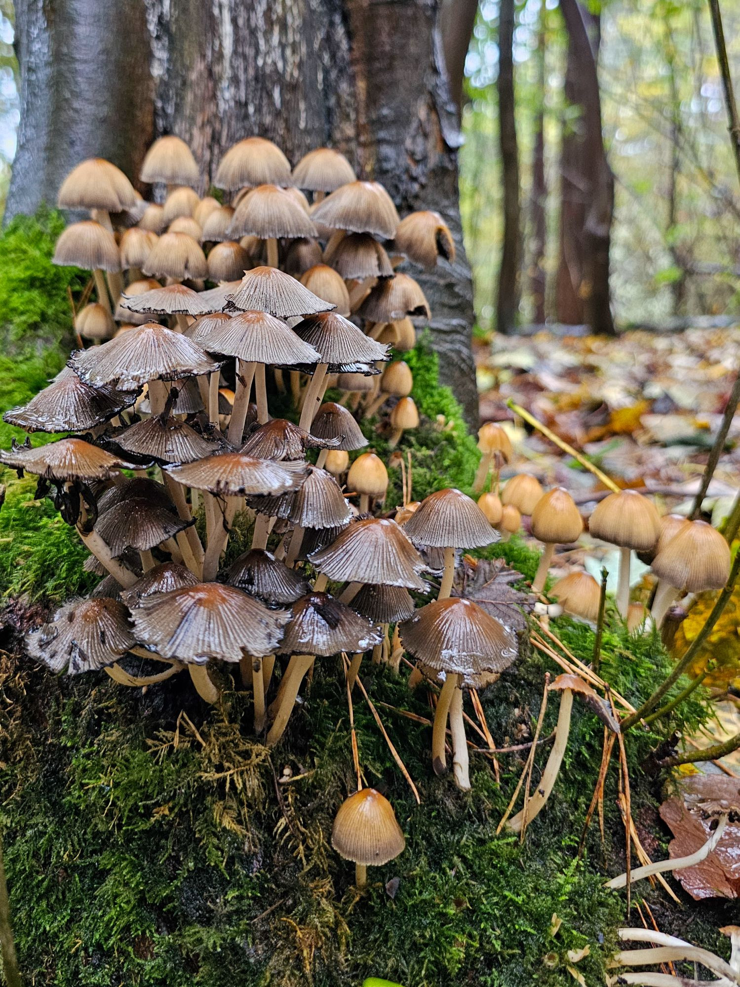 Group of mushrooms growing from the base if a tree. They're wet. 