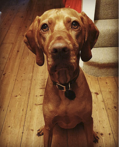 Hungarian Viszla dog looking pleading.