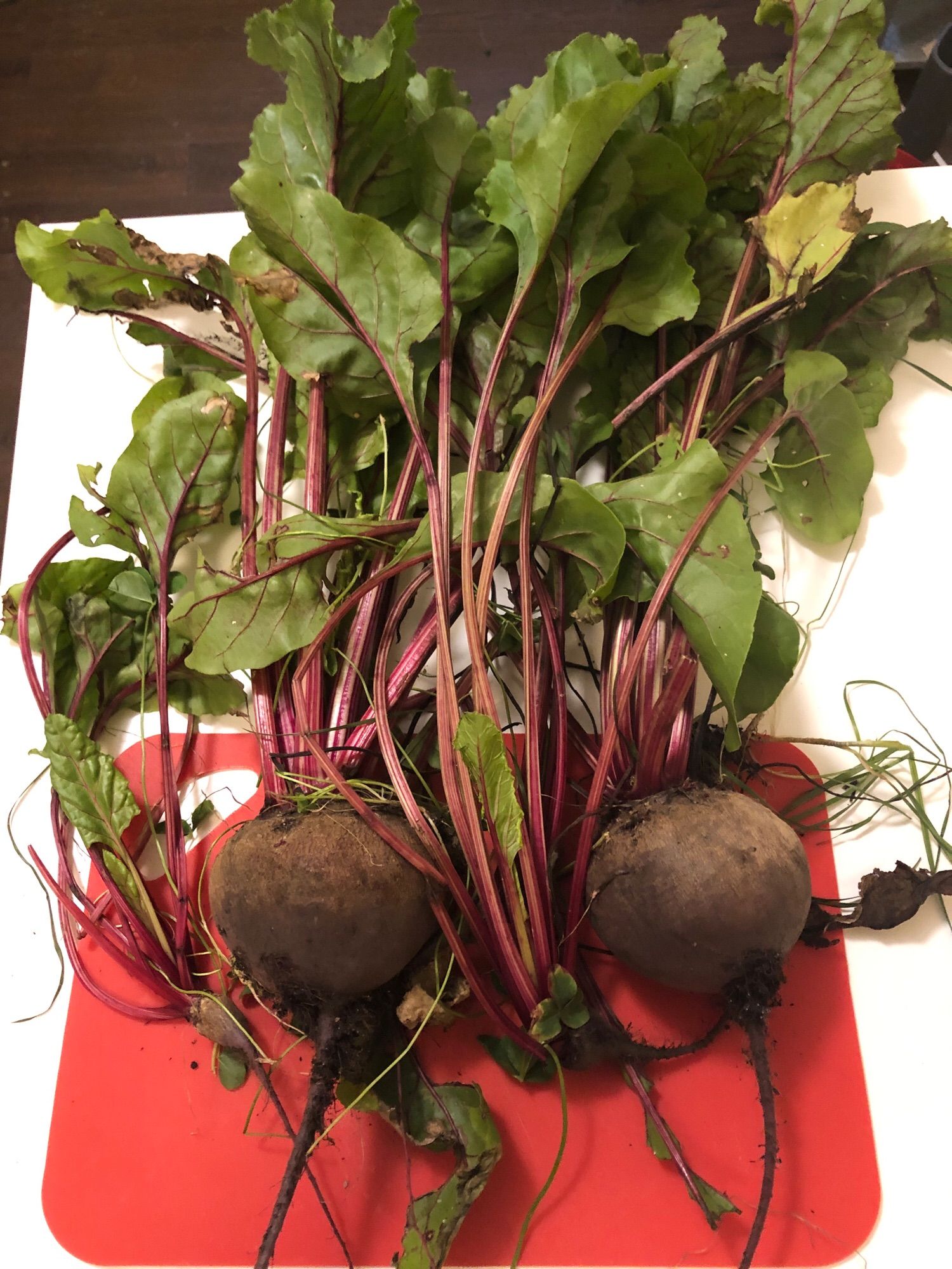 Two large, homegrown beets with the greens attached lying on a red chopping mat on a white counter top.