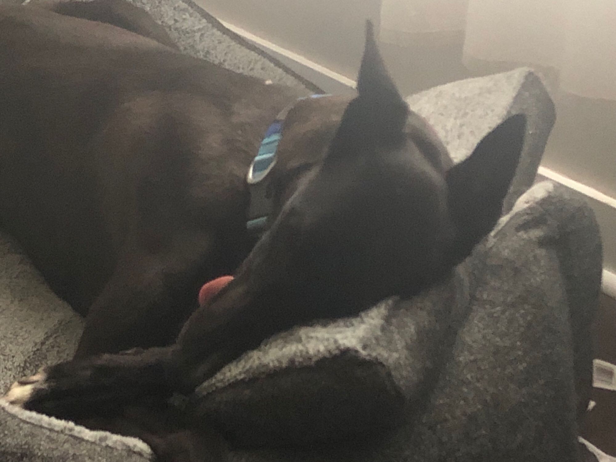 Riley, a black tuxedo greyhound wearing a blue collar, sleeping in a grey dog bed with a top notch blep on display.