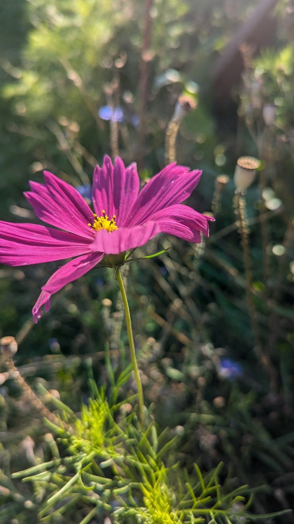 Pinke Blume, im Hintergrund unscharf Gräser und verblühte Mohnblumen