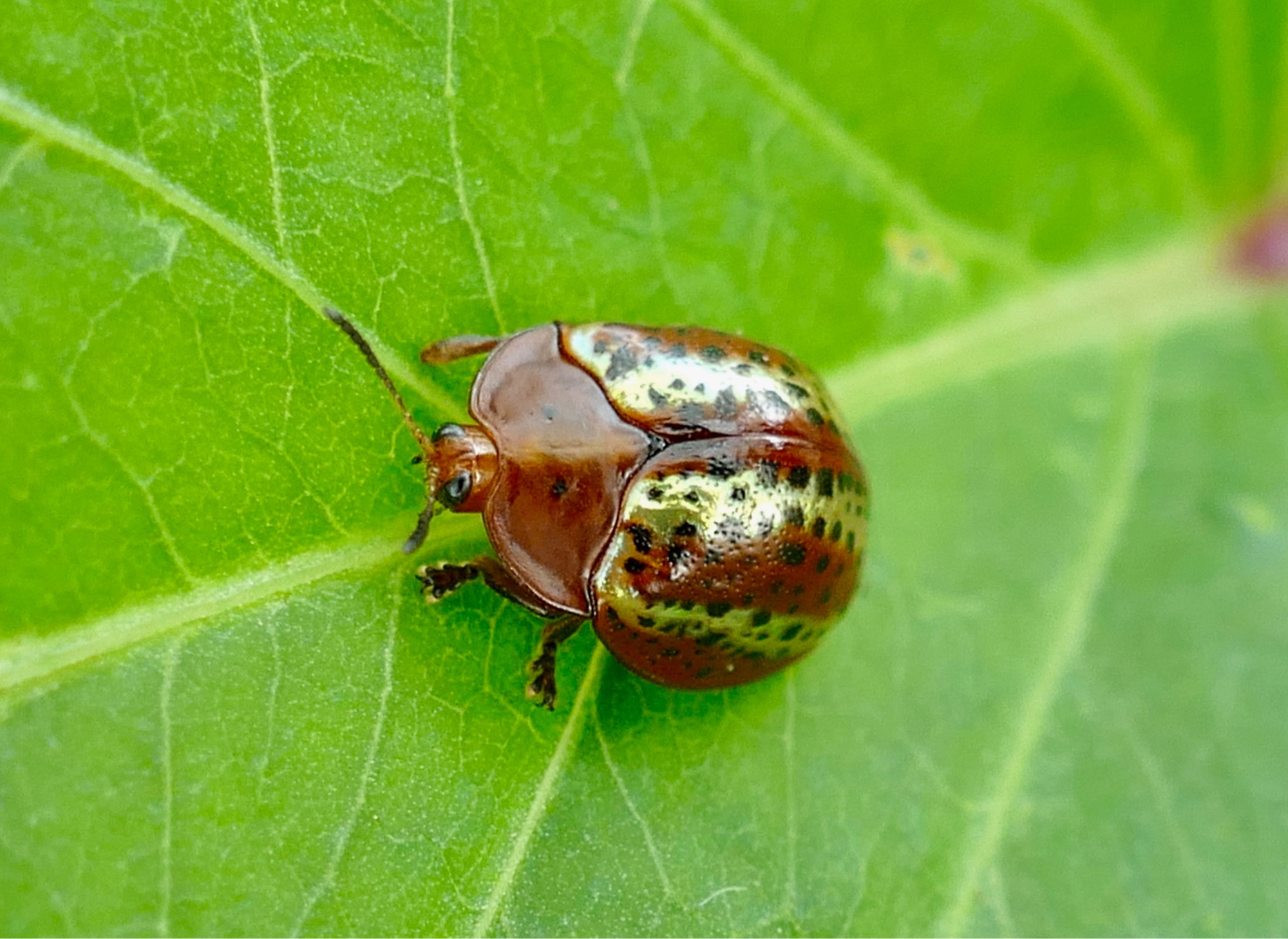 A tortoise leaf beetle on a sweet potato plant