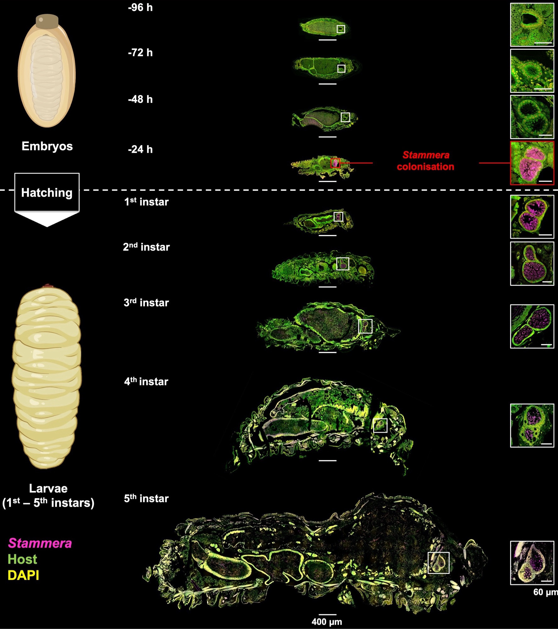 Embryo and larval development in tortoise beetles relative to colonization by their endosymbiont, Stammera.